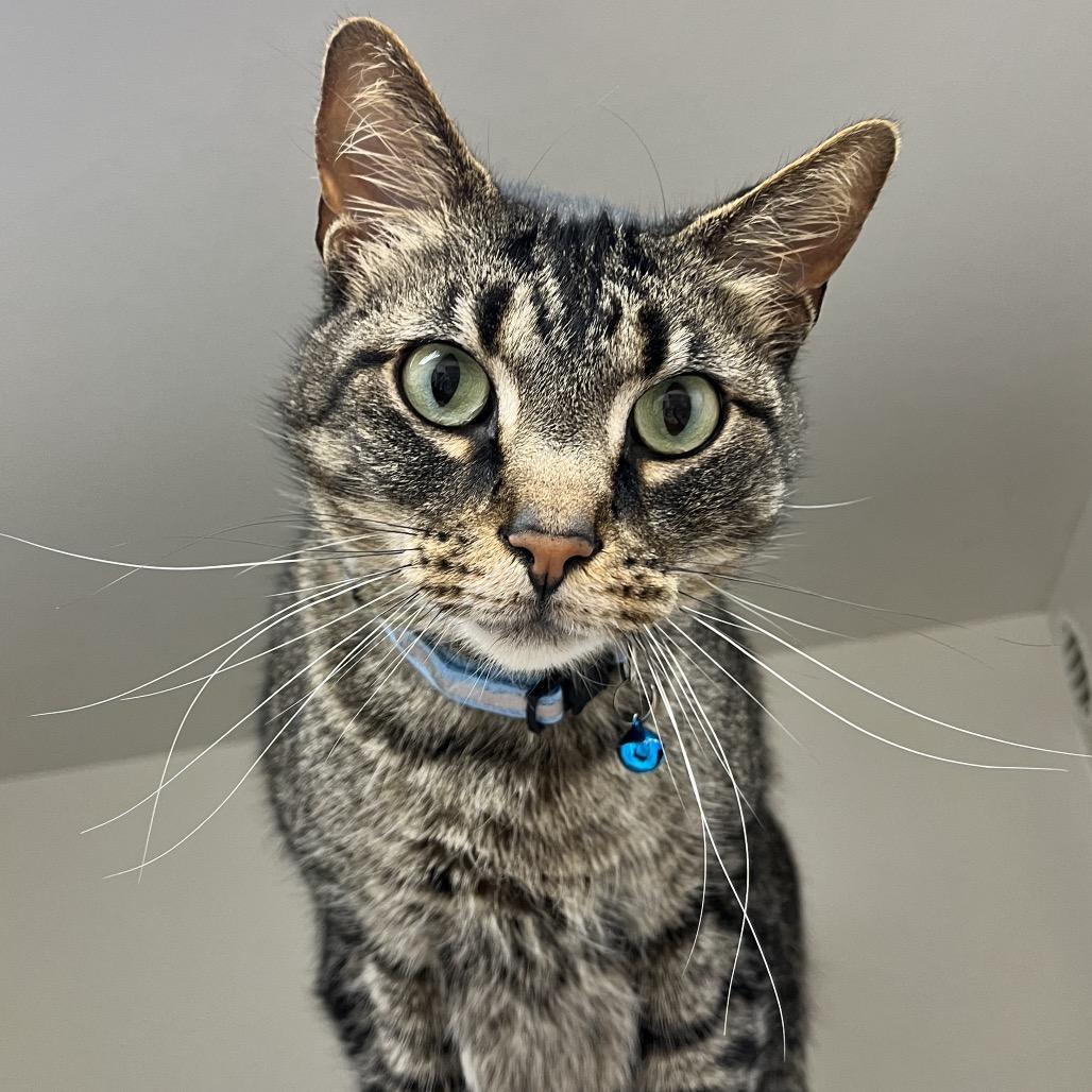 Quill, a Adoptable Domestic Short Hair in Champaign, IL image 2/6