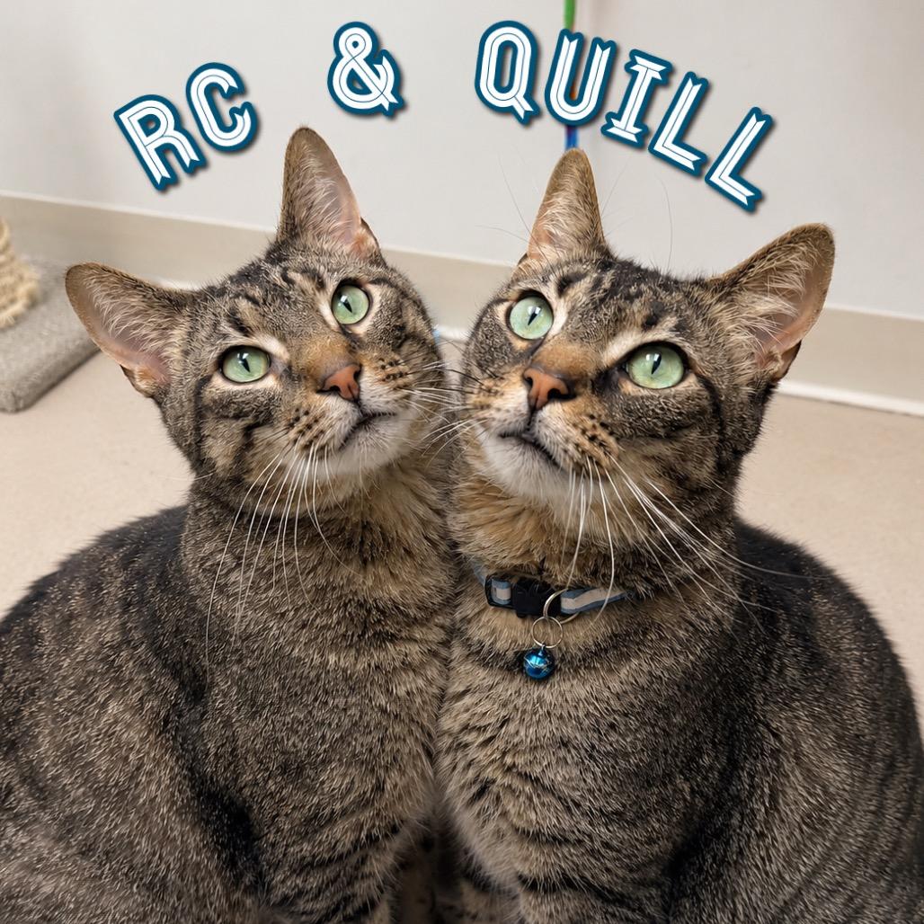 Quill, a Adoptable Domestic Short Hair in Champaign, IL image 3/6