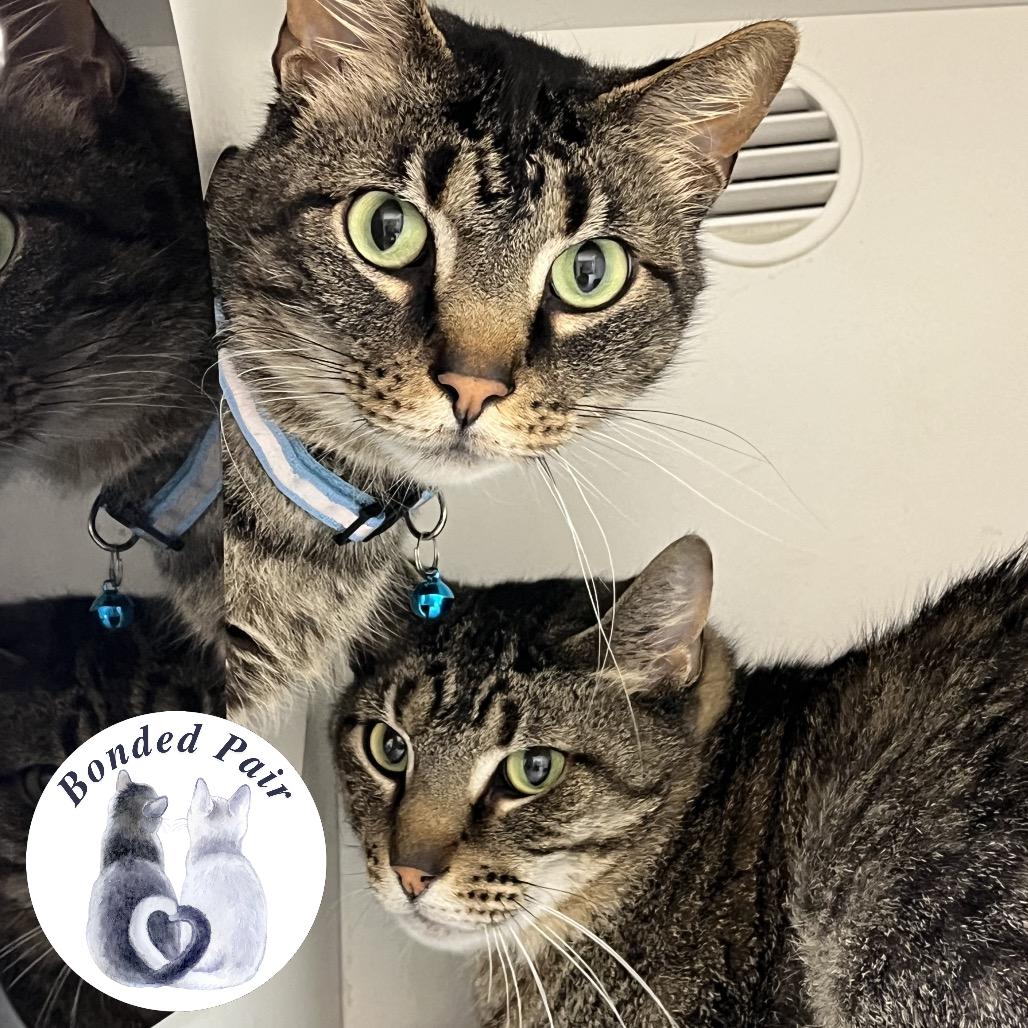 Quill, a Adoptable Domestic Short Hair in Champaign, IL image 4/6
