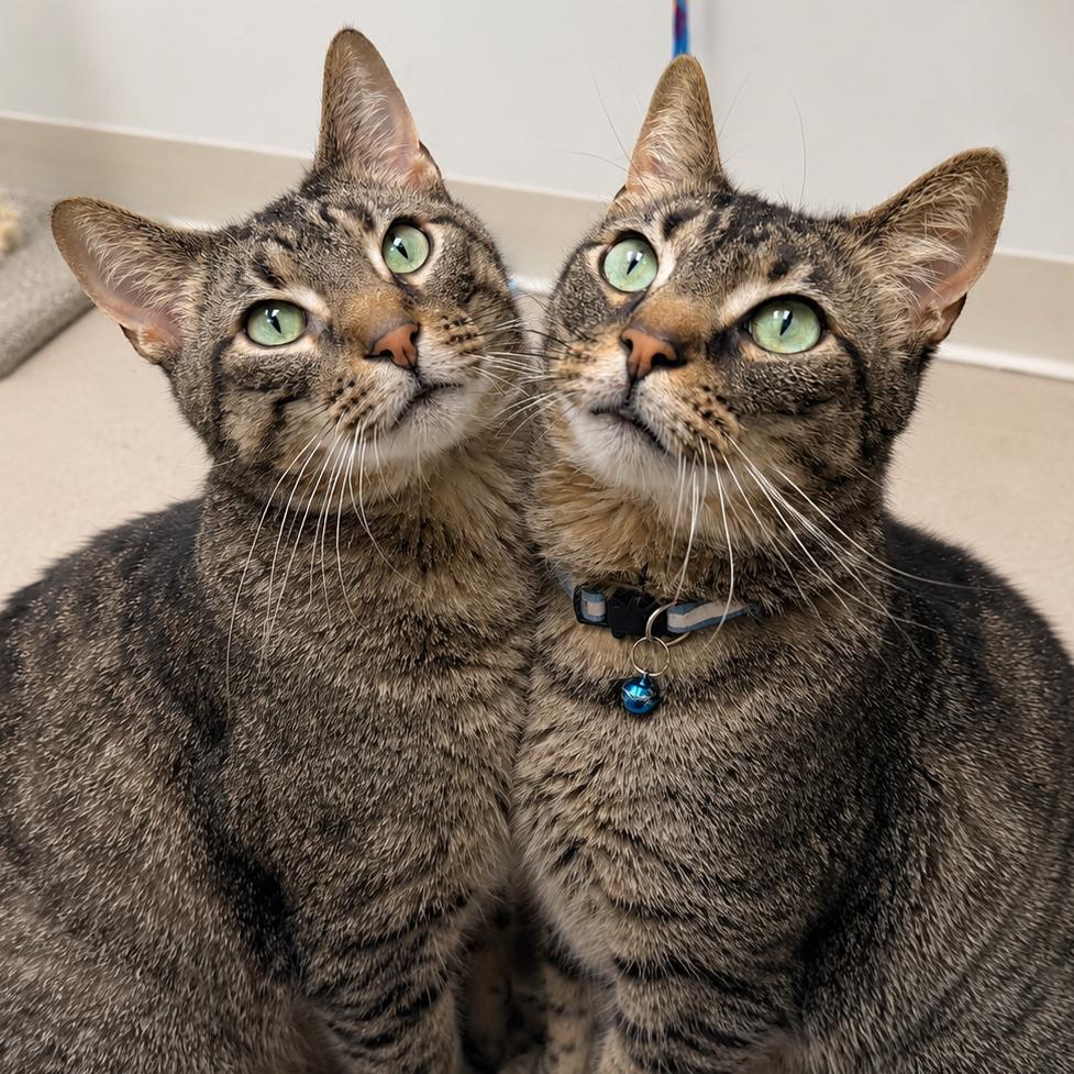 Enlarge Quill, a Adoptable Domestic Short Hair in Champaign, IL image 5/6