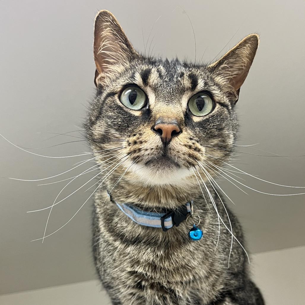 Quill, a Adoptable Domestic Short Hair in Champaign, IL image 5/6