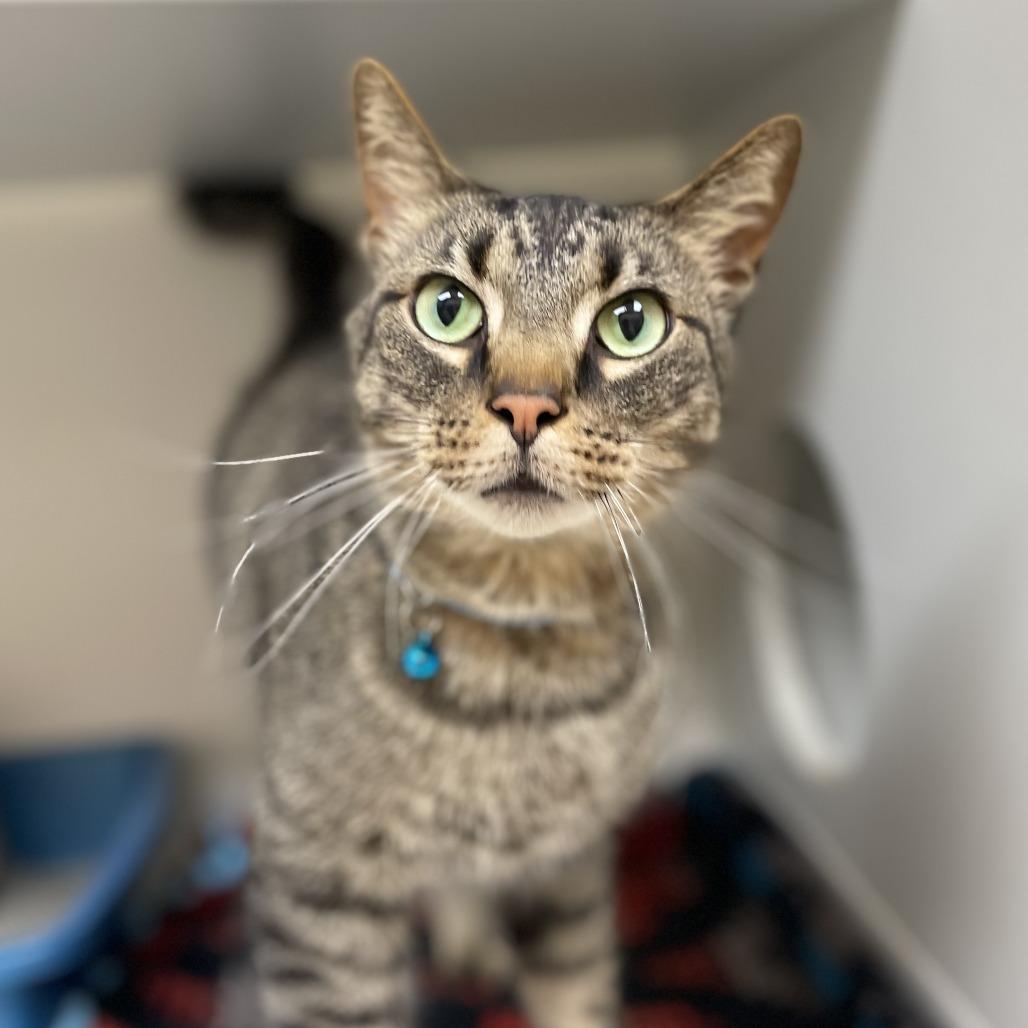 Quill, a Adoptable Domestic Short Hair in Champaign, IL image 6/6