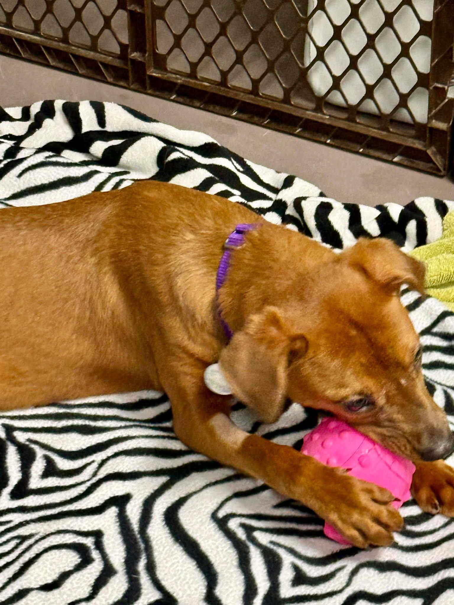 Kylie, an adopted mixed breed in Springfield, VT image 3/3