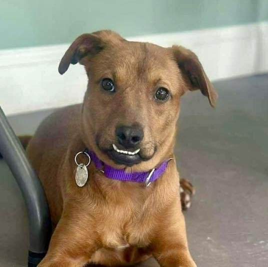 Kylie, an adopted mixed breed in Springfield, VT image 1/3