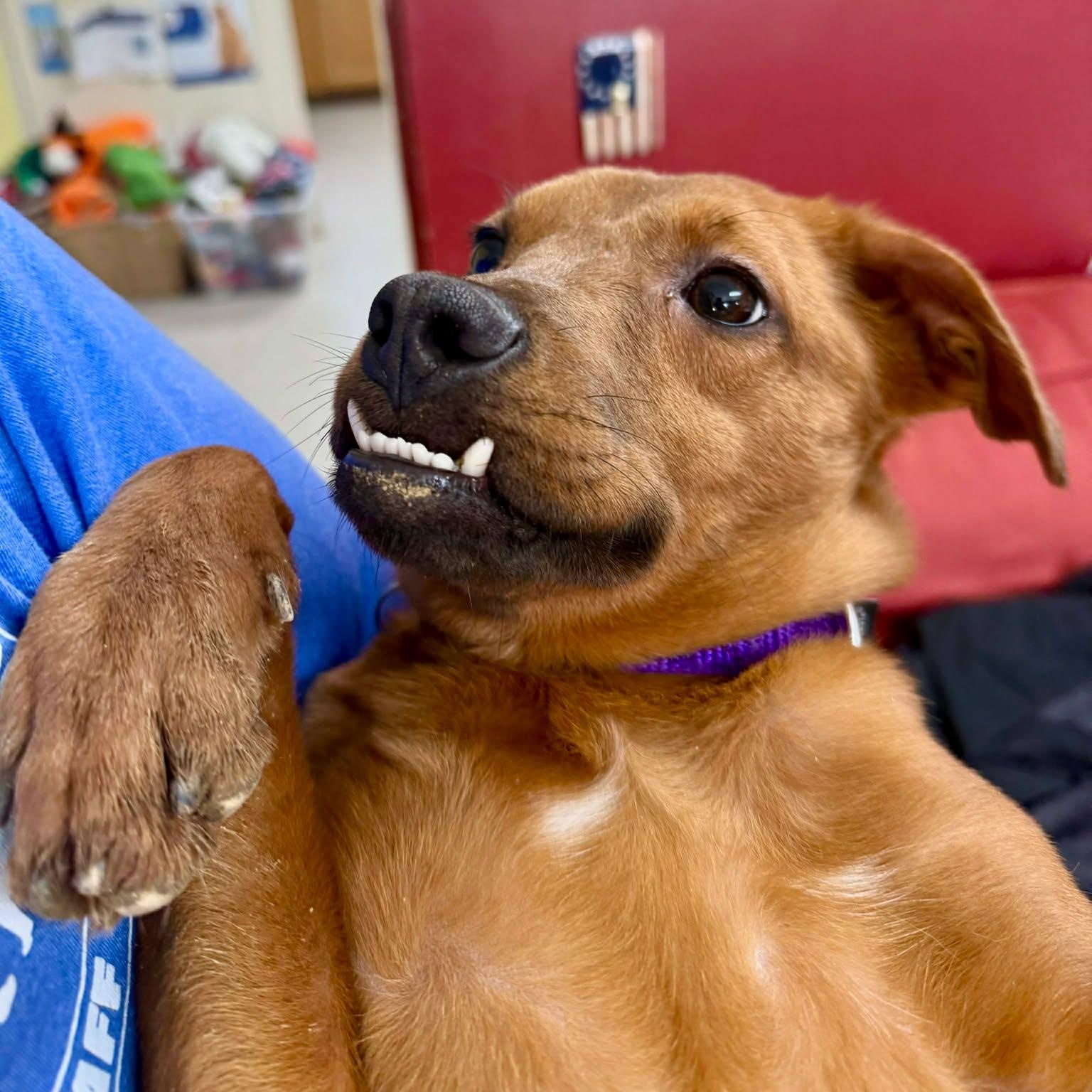 Kylie, an adopted mixed breed in Springfield, VT image 2/3