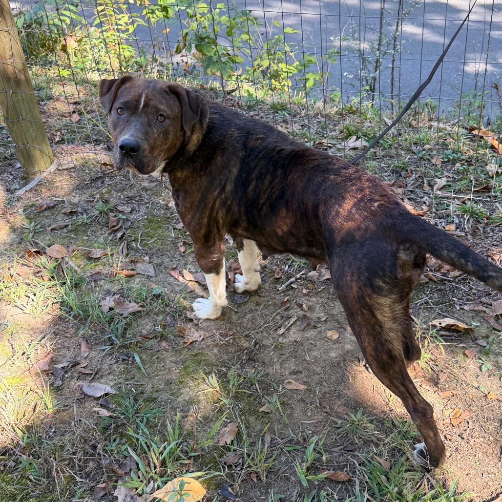 Enlarge Big Momma, a Adoptable Pit Bull Terrier in Princeton, KY image 1/4