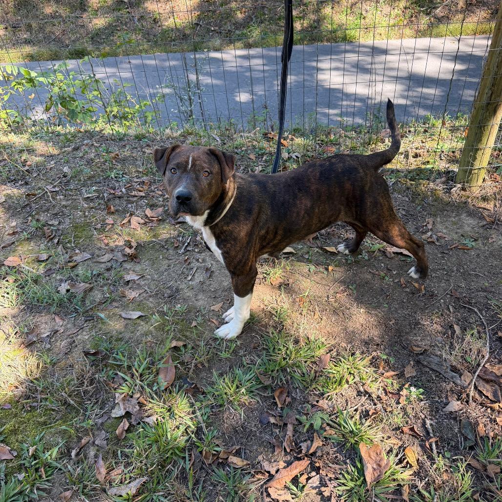 Enlarge Big Momma, a Adoptable Pit Bull Terrier in Princeton, KY image 2/4