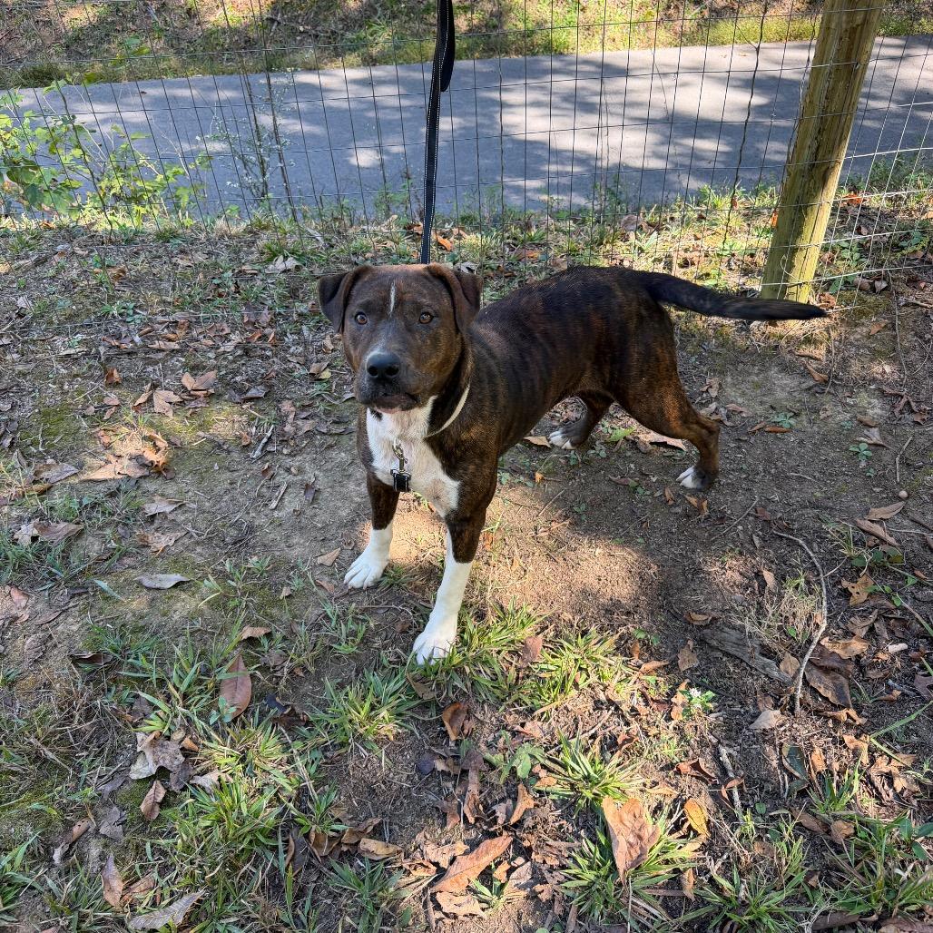 Enlarge Big Momma, a Adoptable Pit Bull Terrier in Princeton, KY image 3/4