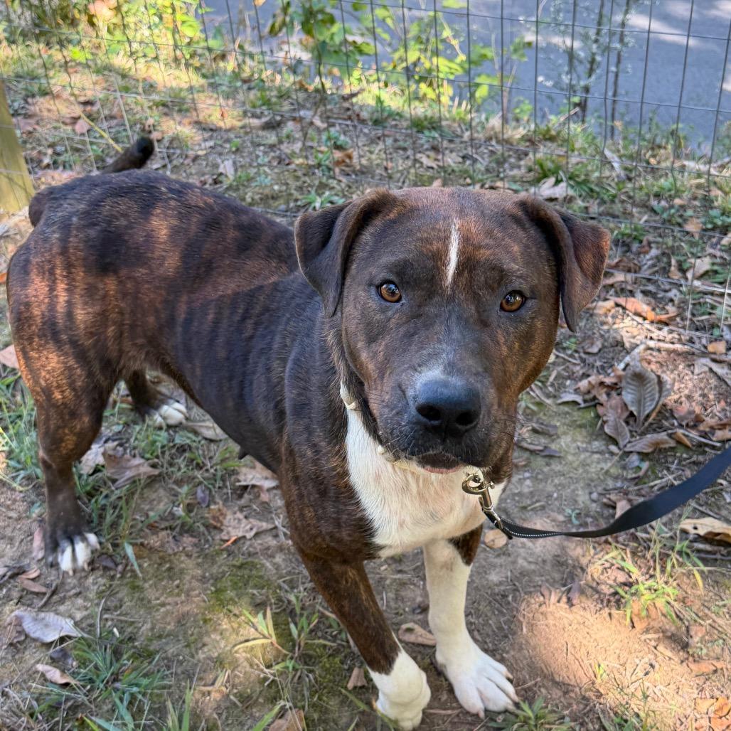Enlarge Big Momma, a Adoptable Pit Bull Terrier in Princeton, KY image 4/4
