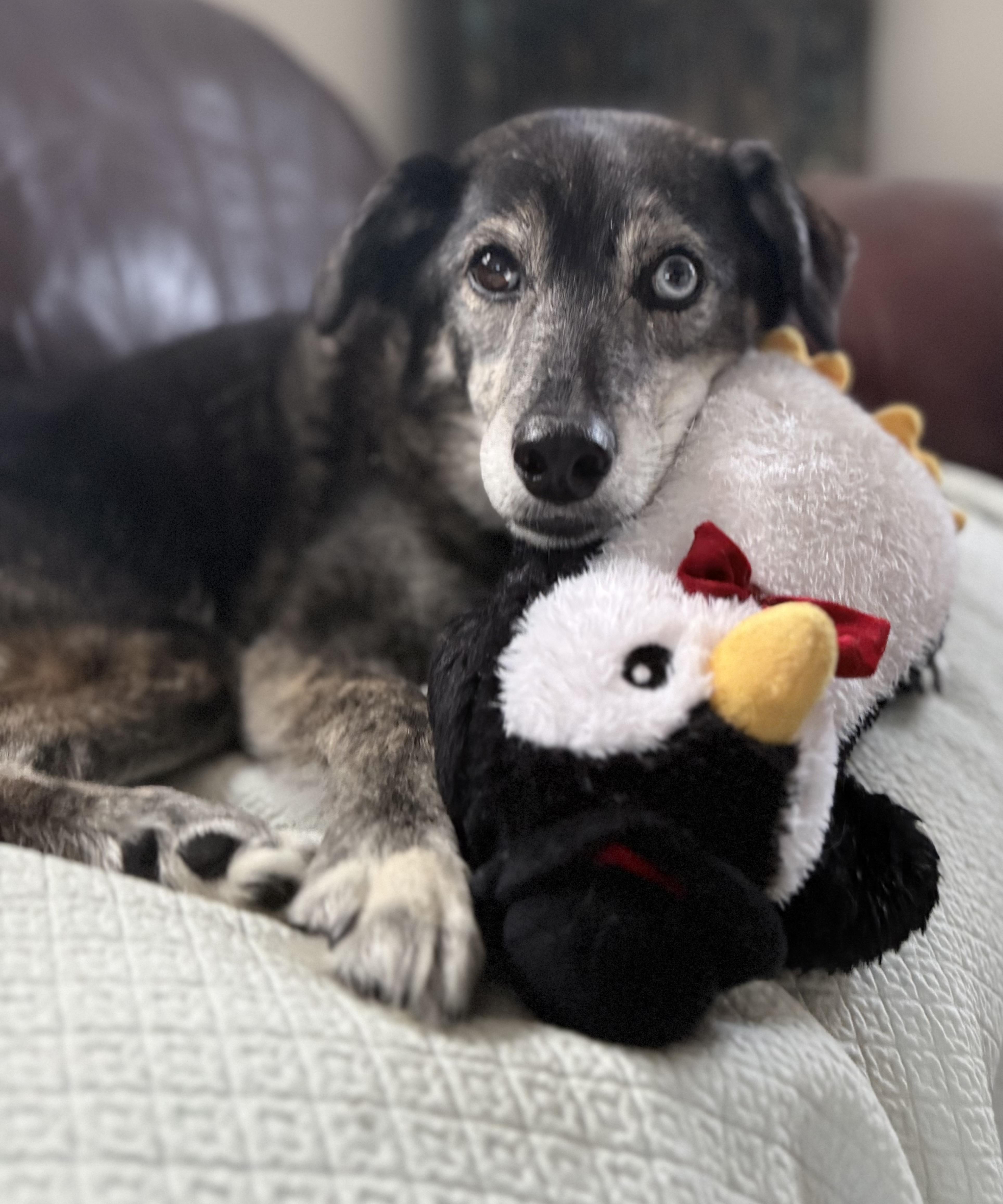 Waived Adoption fee! Kelsi in NH! Come Meet our Adoptable Dogs Wednesday-Saturday. More info in Bio!, adoptable, Senior Female Australian Shepherd.