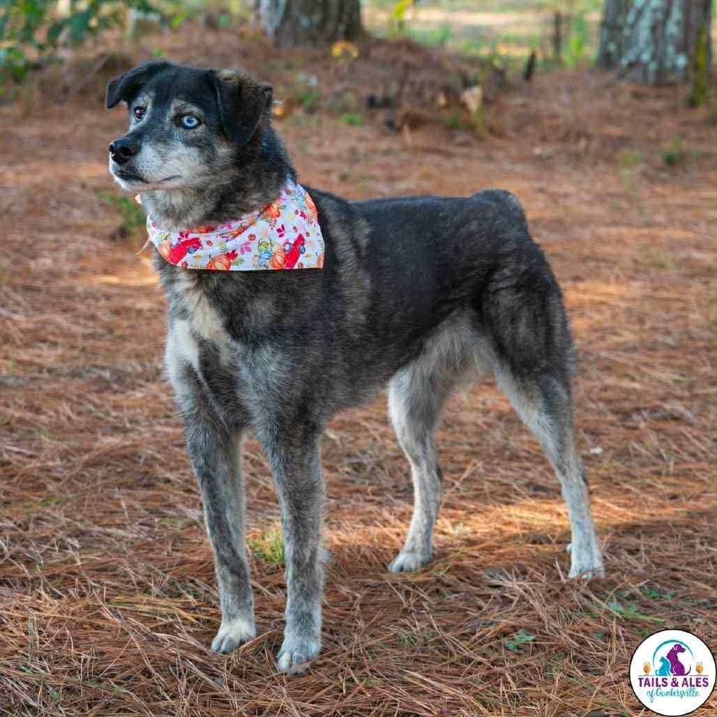 Kelsi in NH! Come Meet our Adoptable Dogs Wednesday-Saturday. More info in Bio!, ADOPTABLE, Adult Female Australian Shepherd.