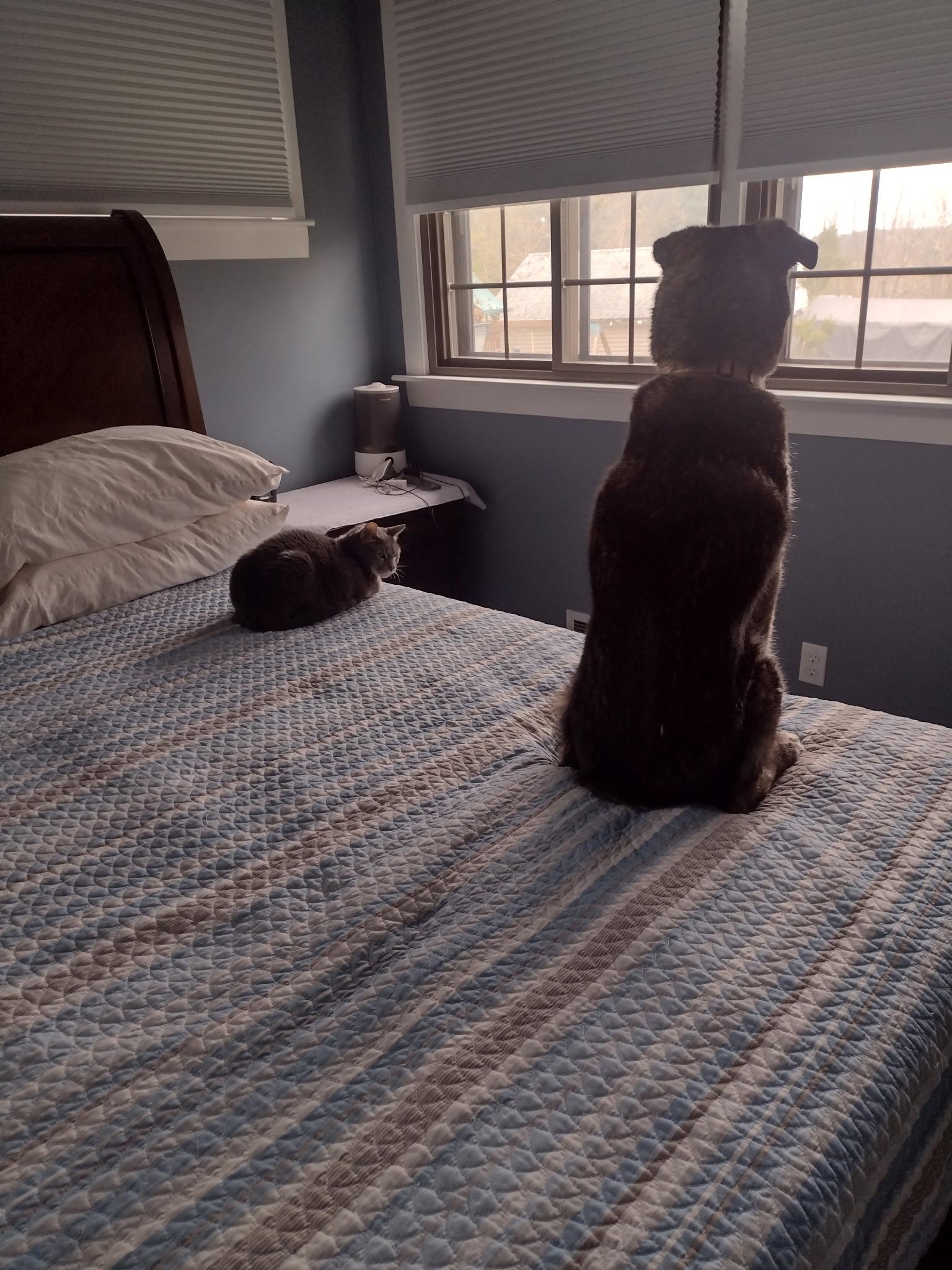 Enlarge Waived Adoption fee! Kelsi in NH! Come Meet our Adoptable Dogs Wednesday-Saturday. More info in Bio!, an adoptable mixed breed in Manchester, NH image 4/4