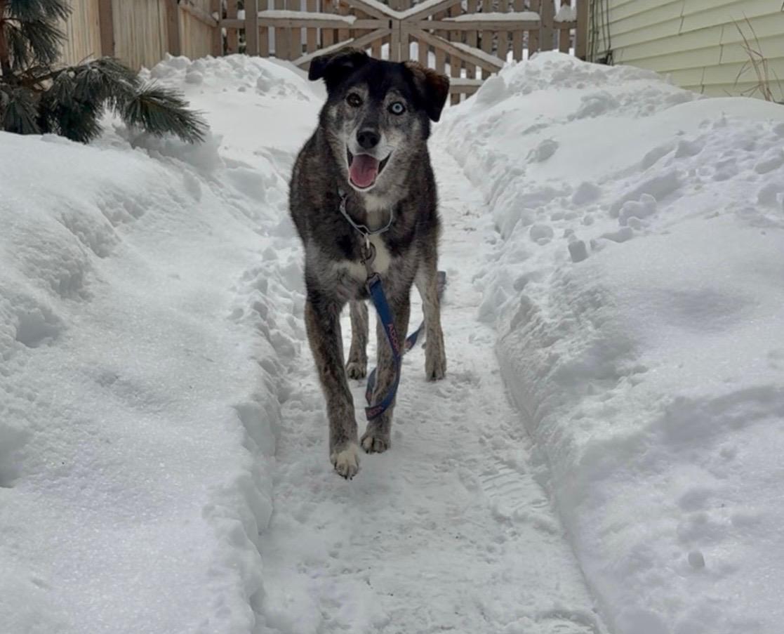 Enlarge $350 Adoption fee! Kelsi in NH! Come Meet our Adoptable Dogs Wednesday-Saturday. More info in Bio!, an adoptable mixed breed in Manchester, NH image 5/6