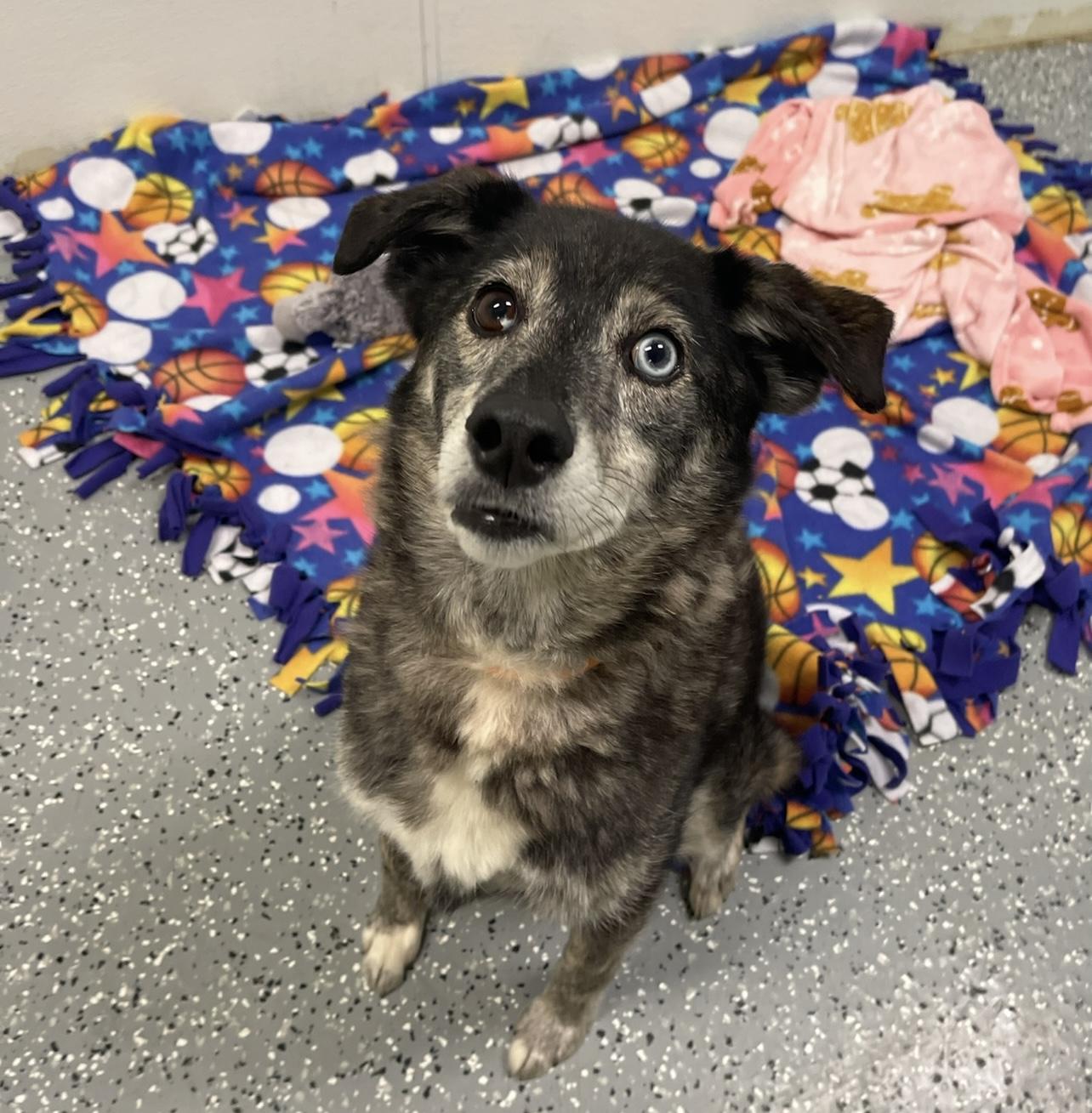 Enlarge $350 Adoption fee! Kelsi in NH! Come Meet our Adoptable Dogs Wednesday-Saturday. More info in Bio!, an adoptable mixed breed in Manchester, NH image 4/5