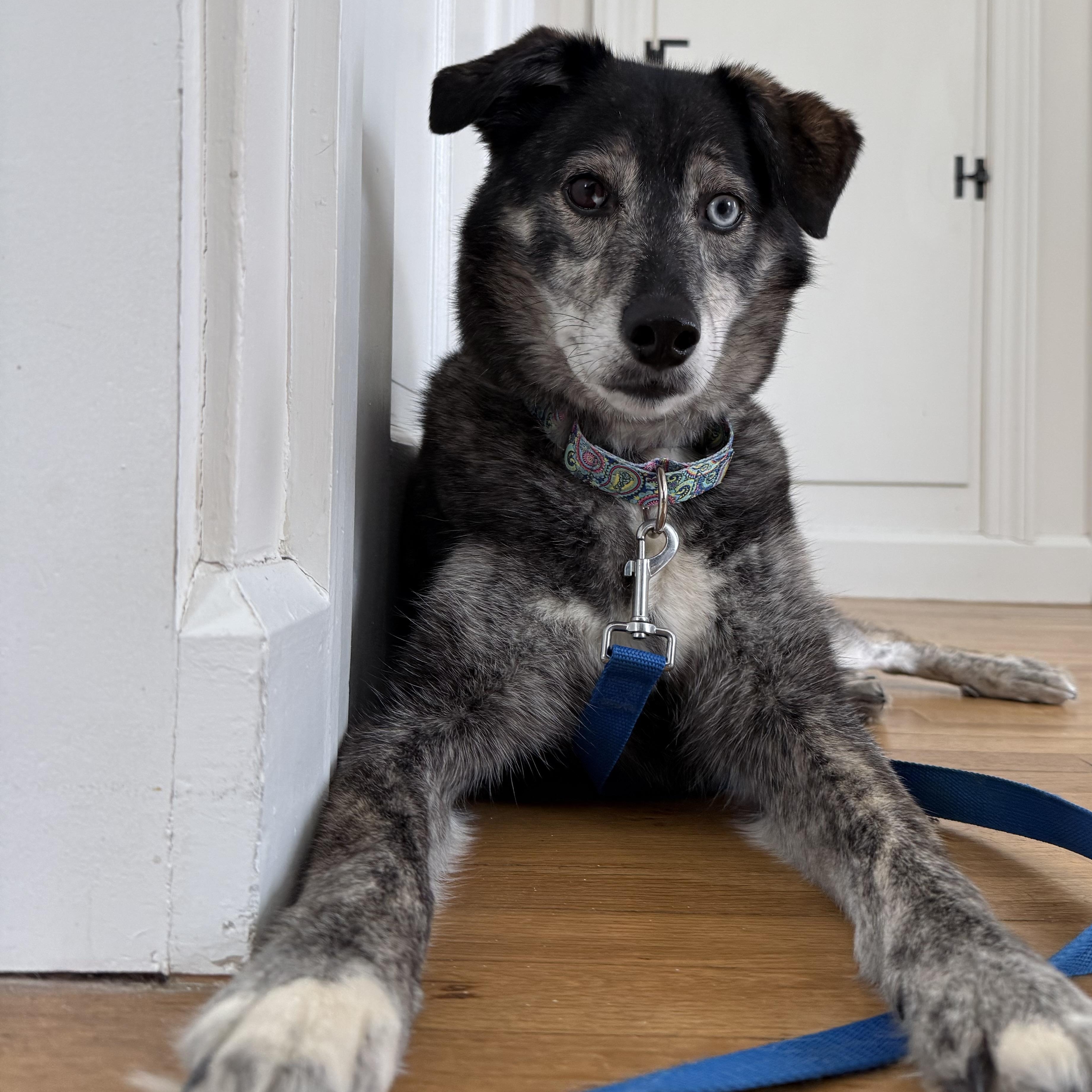 Enlarge $350 Adoption fee! Kelsi in NH! Come Meet our Adoptable Dogs Wednesday-Saturday. More info in Bio!, an adoptable mixed breed in Manchester, NH image 4/6