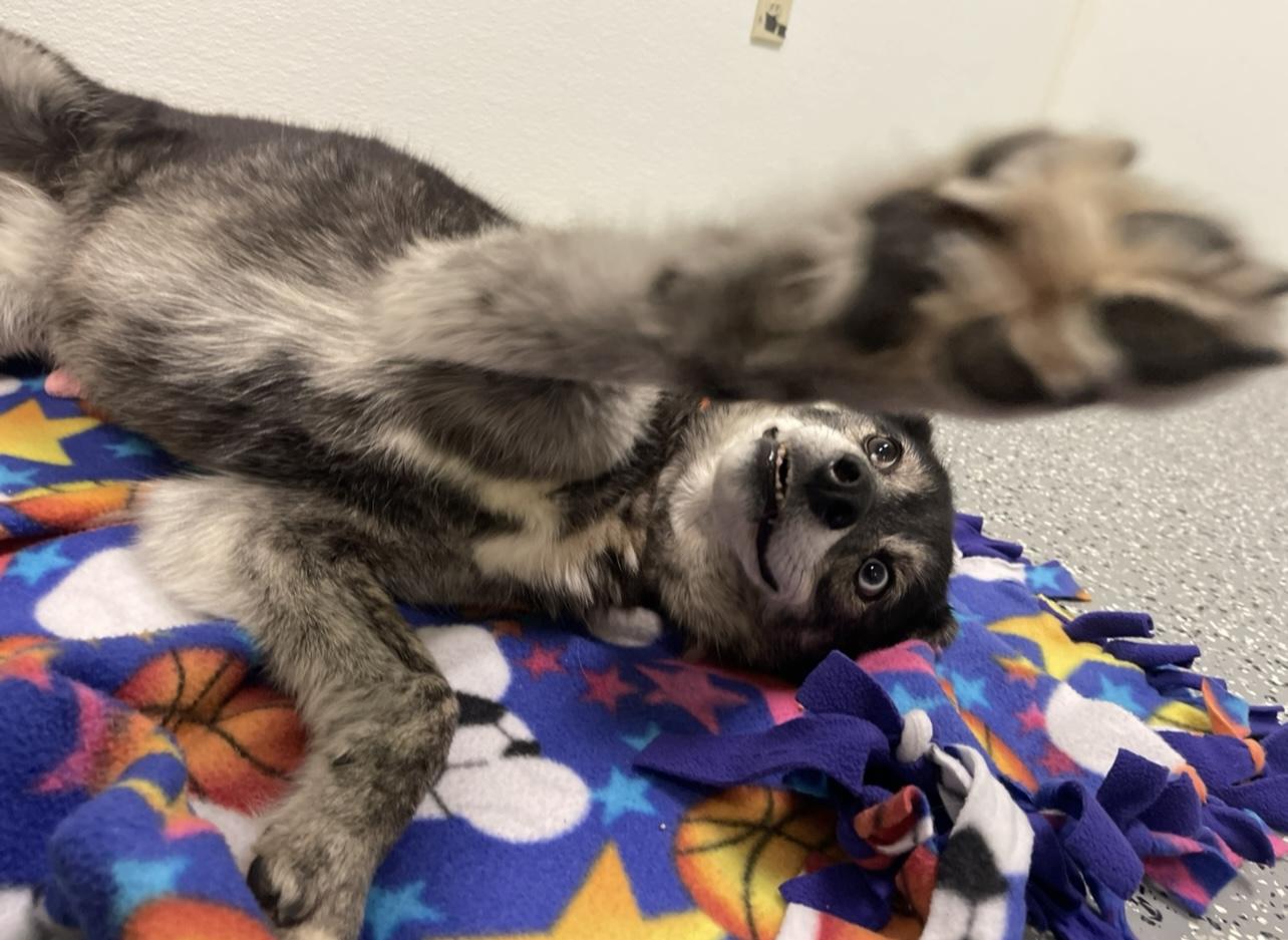 Enlarge $350 Adoption fee! Kelsi in NH! Come Meet our Adoptable Dogs Wednesday-Saturday. More info in Bio!, an adoptable mixed breed in Manchester, NH image 2/5