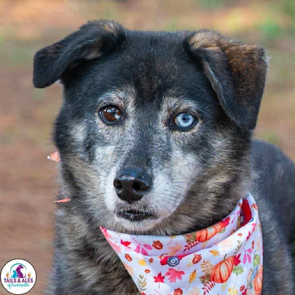 Kelsi in NH! Come Meet our Adoptable Dogs Wednesday-Saturday. More info in Bio!, a ADOPTABLE mixed breed in Manchester, NH image 2/2