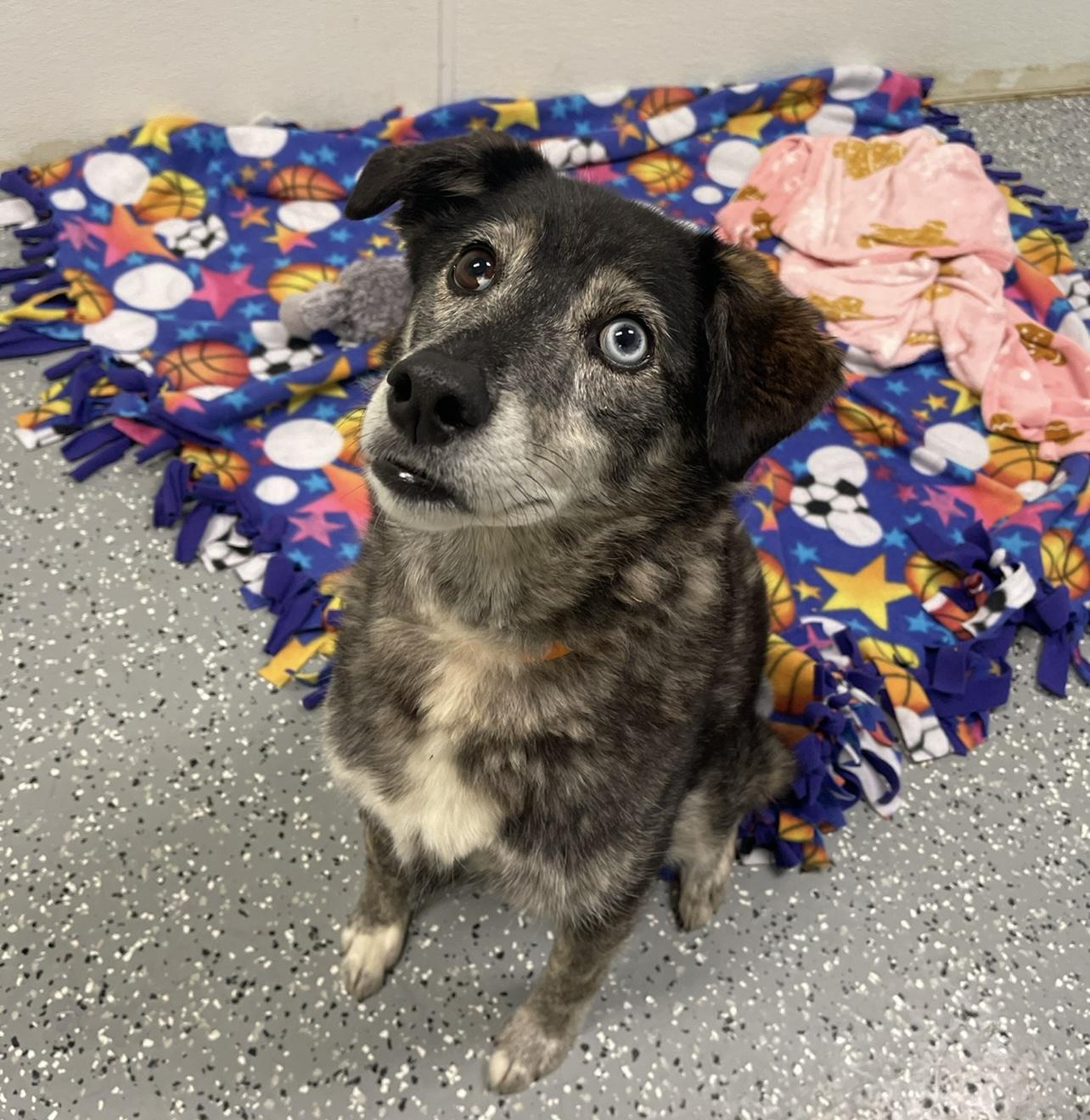 Enlarge $350 Adoption fee! Kelsi in NH! Come Meet our Adoptable Dogs Wednesday-Saturday. More info in Bio!, an adoptable mixed breed in Manchester, NH image 1/5