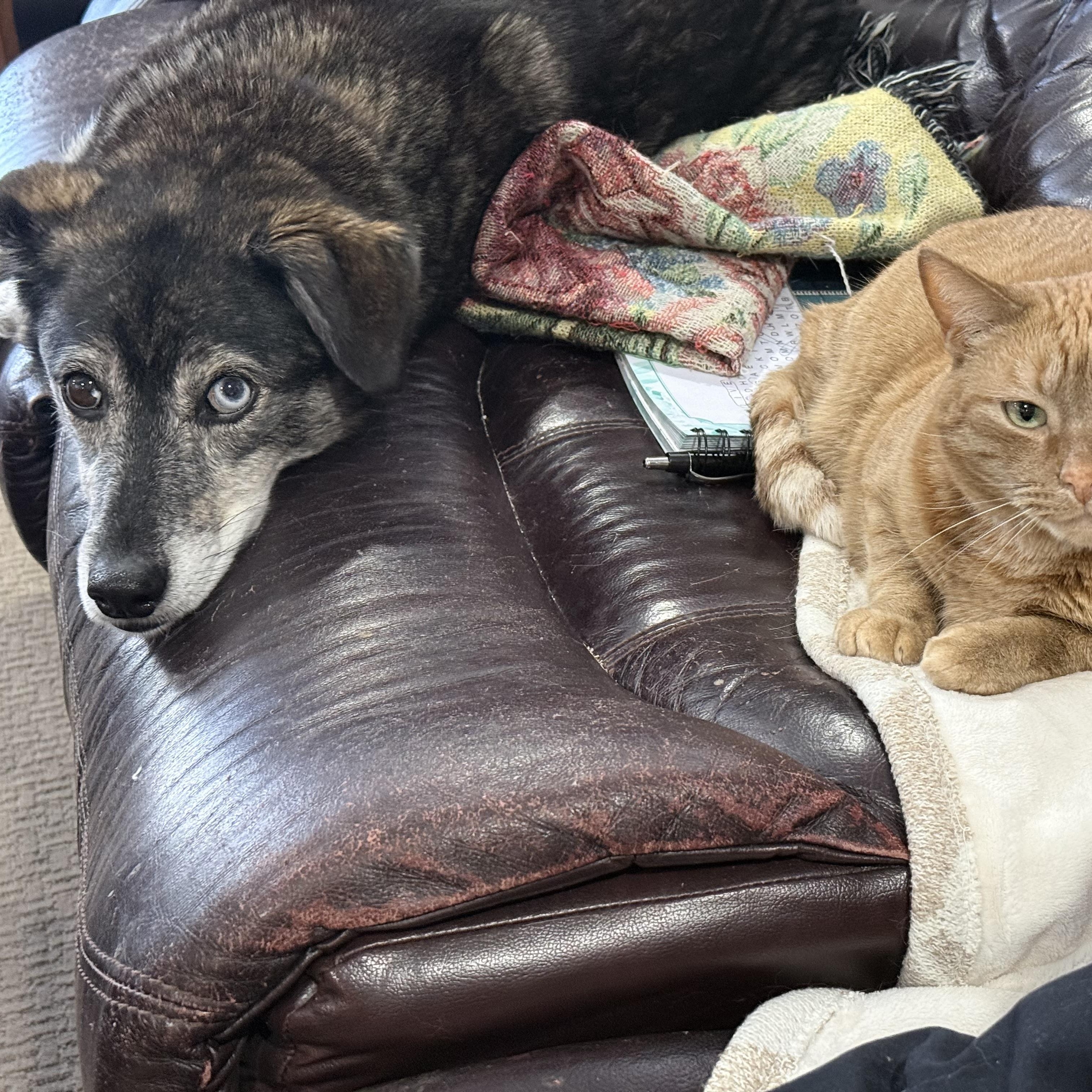 Enlarge $350 Adoption fee! Kelsi in NH! Come Meet our Adoptable Dogs Wednesday-Saturday. More info in Bio!, an adoptable mixed breed in Manchester, NH image 3/6