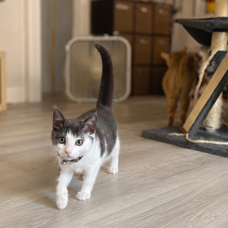 Enlarge Arielo, a Adoptable Domestic Short Hair in Miami, FL image 2/2