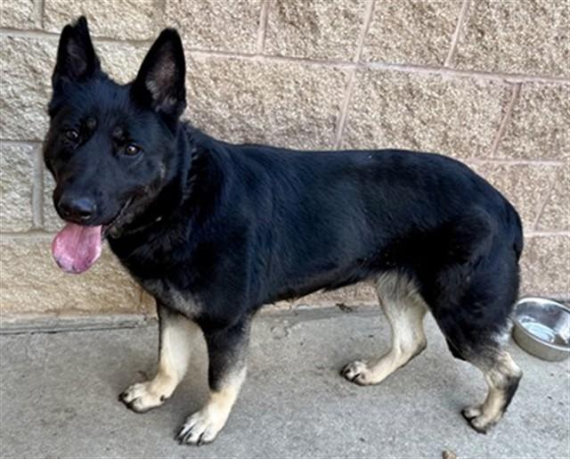 HARIBO, Adoptable, Young Female German Shepherd Dog & Mixed Breed.