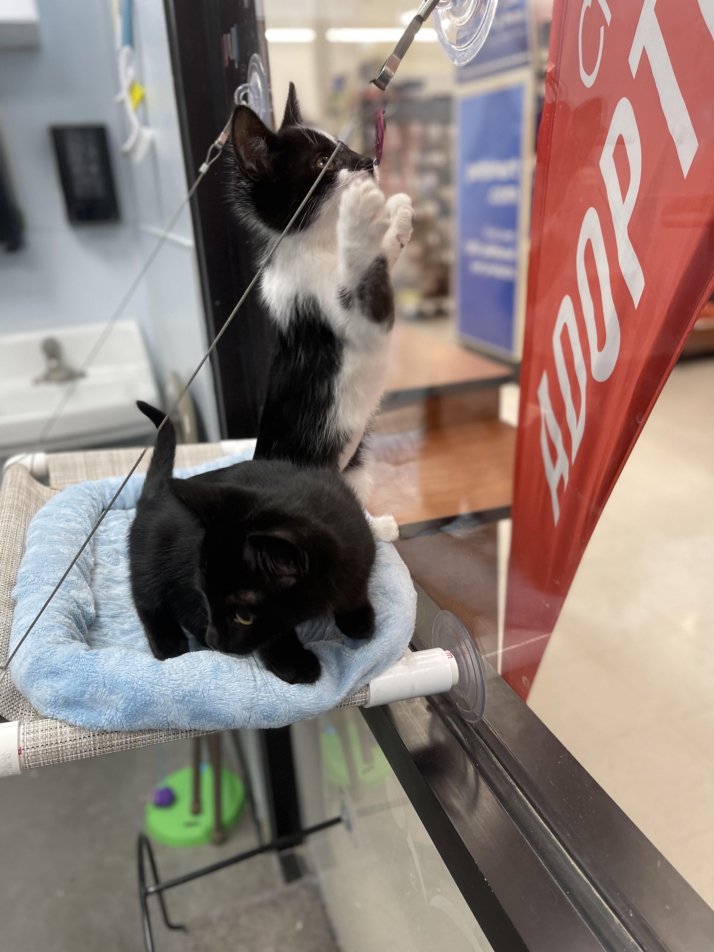 Mochi and Maki, Adopted, Kitten Male Domestic Short Hair.