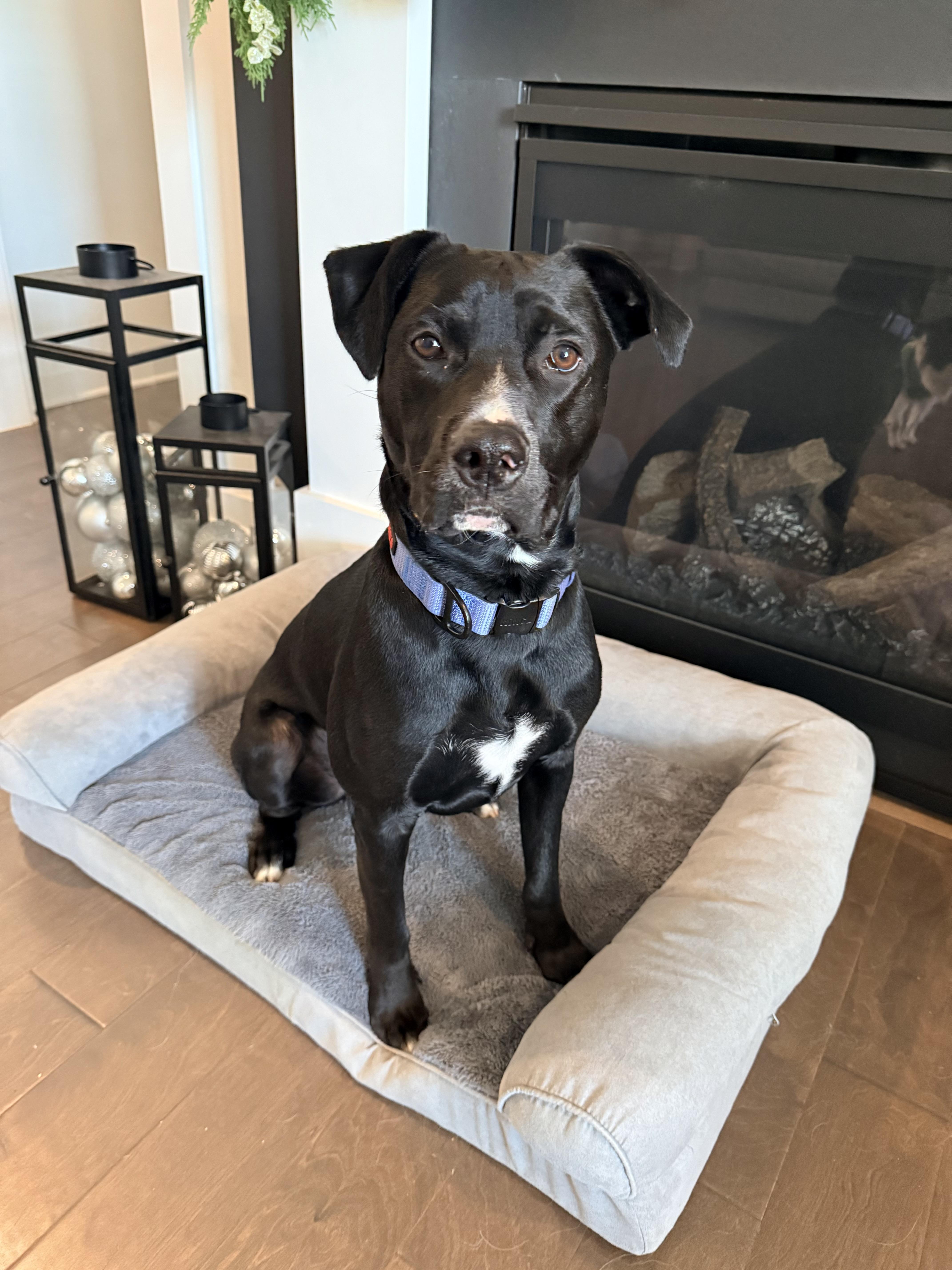 Enlarge Kirby, a Adoptable mixed breed in Fort Mill, SC image 1/6