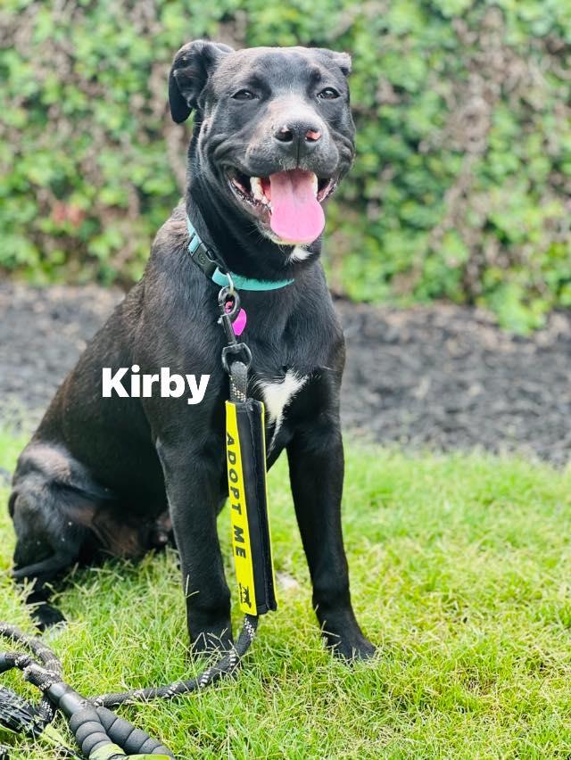Enlarge Kirby, a Adoptable mixed breed in Fort Mill, SC image 2/6
