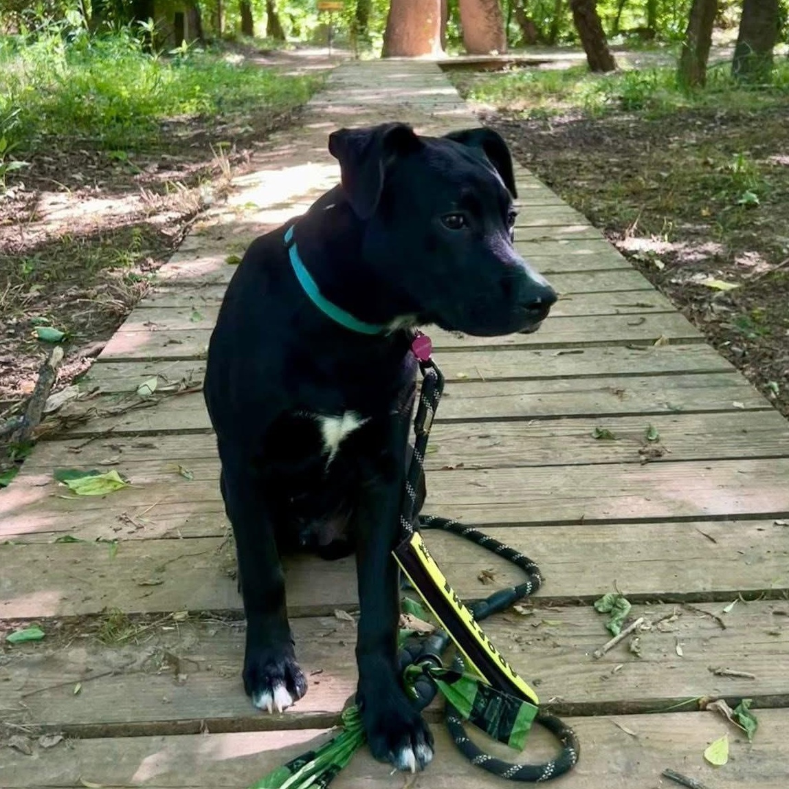 Enlarge Kirby, a Adoptable mixed breed in Fort Mill, SC image 4/6