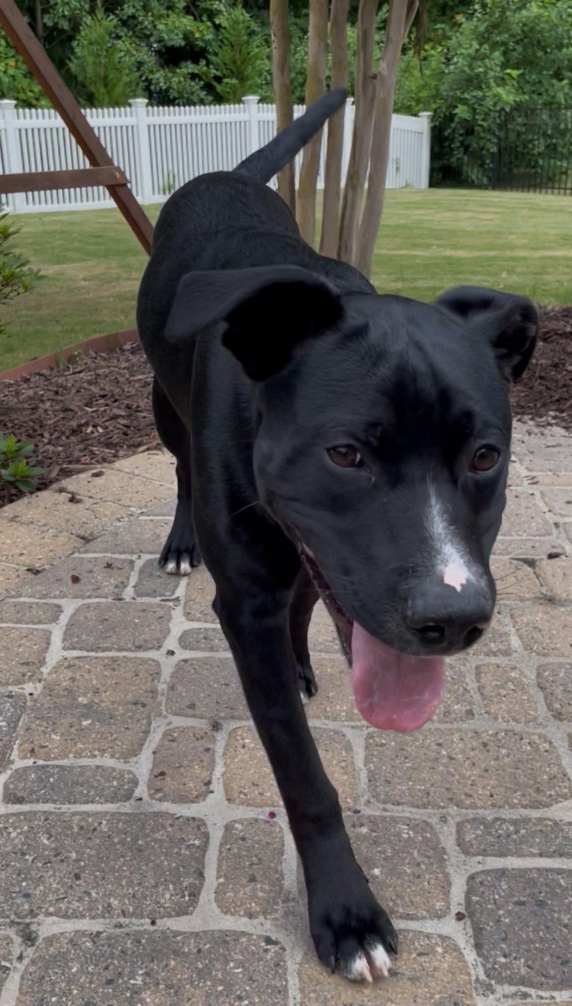 Enlarge Kirby, a Adoptable mixed breed in Fort Mill, SC image 3/6