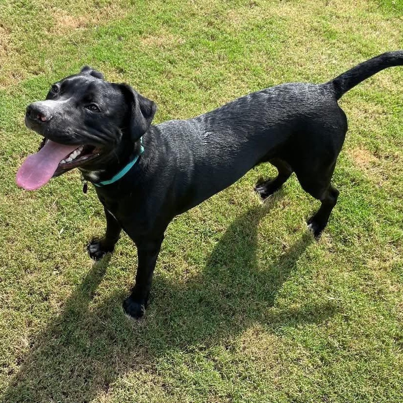 Enlarge Kirby, a Adoptable mixed breed in Fort Mill, SC image 6/6