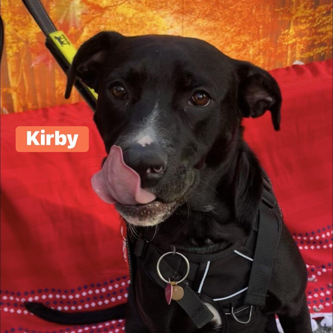 Kirby, Adoptable, Young Male Labrador Retriever & Pit Bull Terrier.