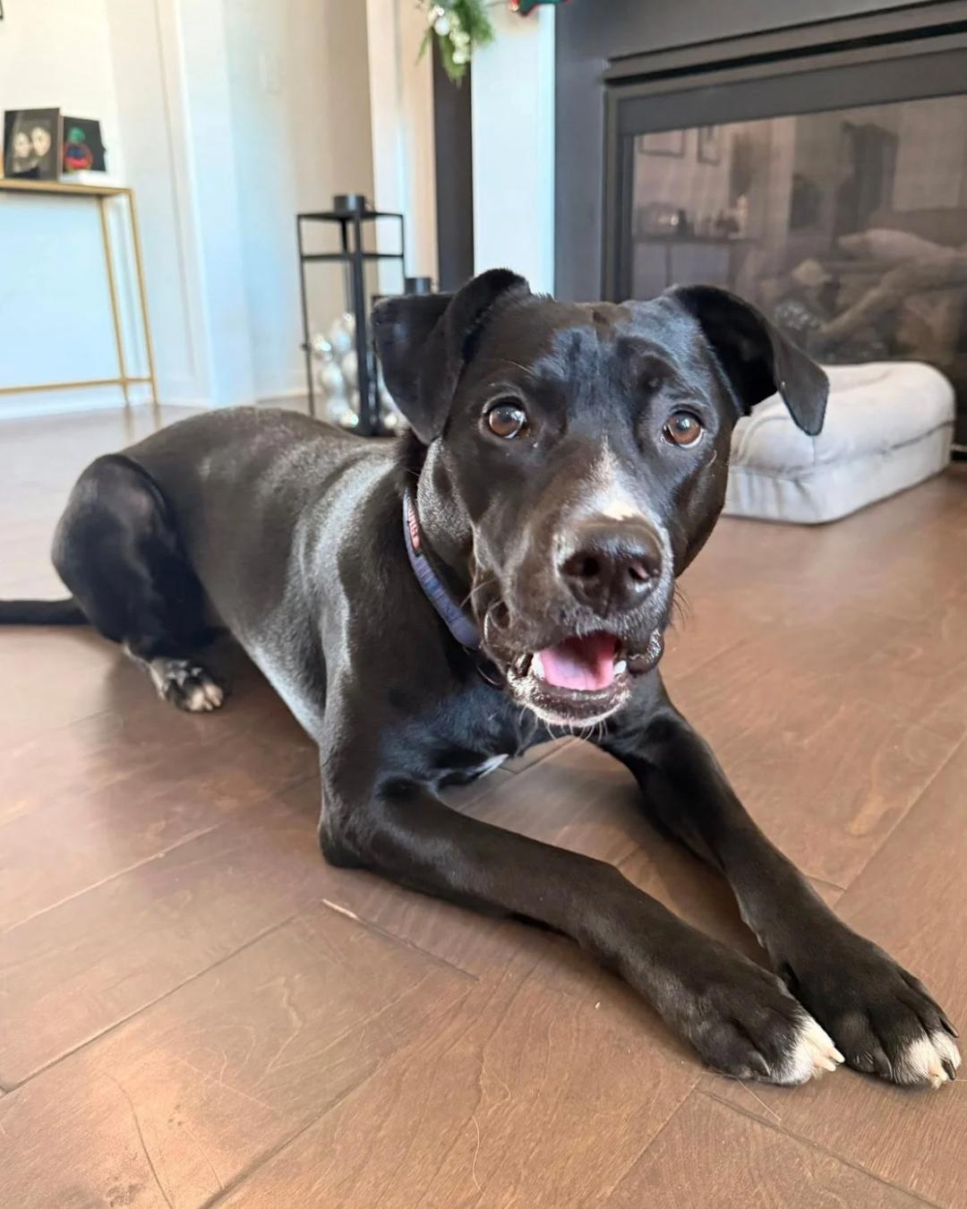 Enlarge Kirby, a Adoptable mixed breed in Fort Mill, SC image 2/6