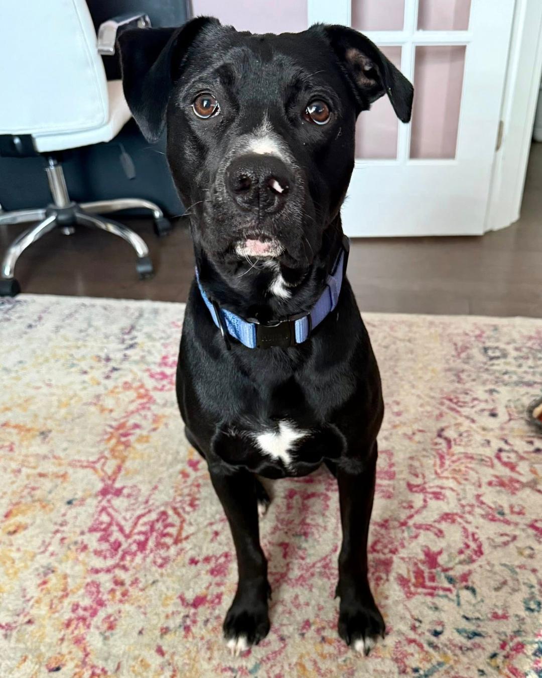 Enlarge Kirby, a Adoptable mixed breed in Fort Mill, SC image 6/6