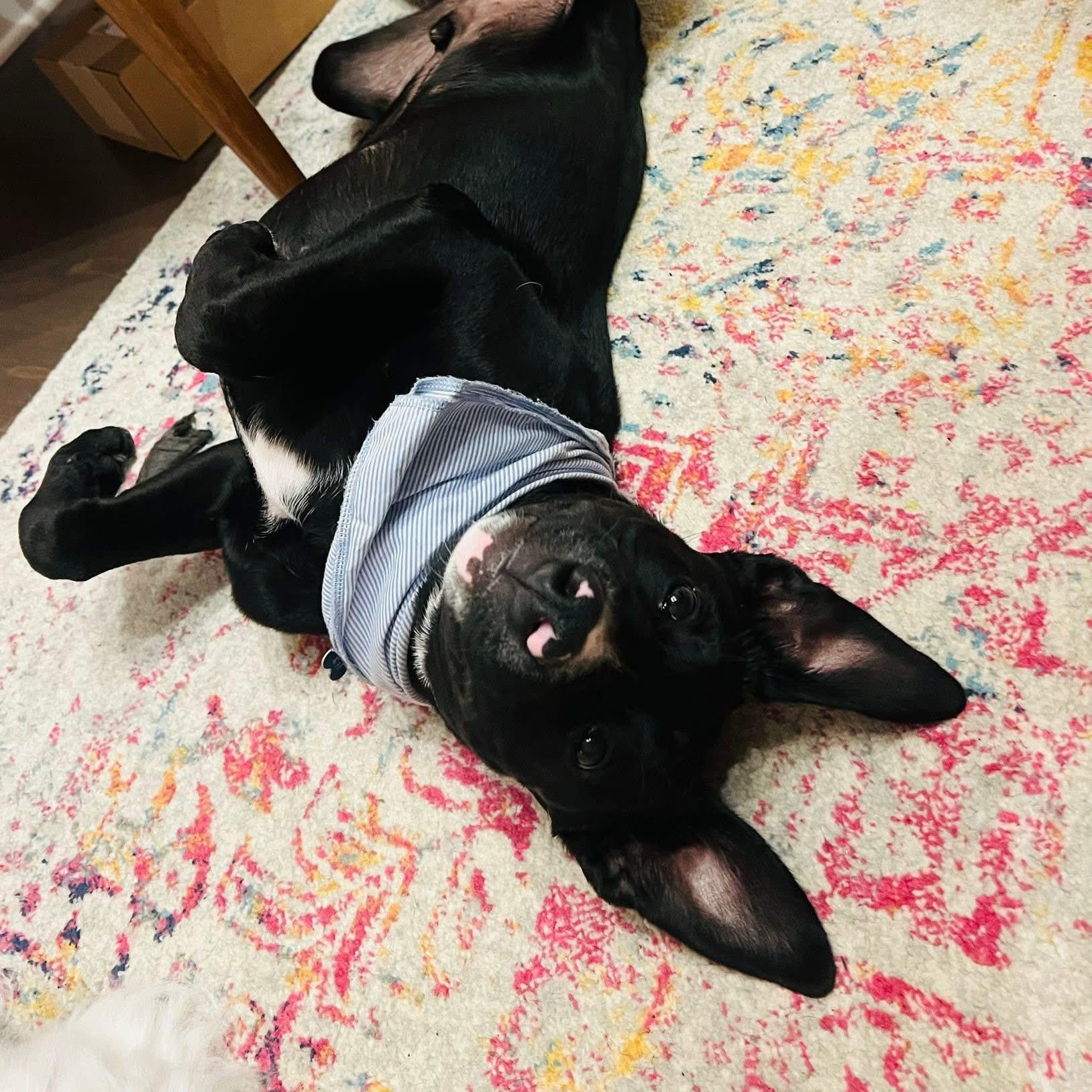 Enlarge Kirby, a Adoptable mixed breed in Fort Mill, SC image 5/6