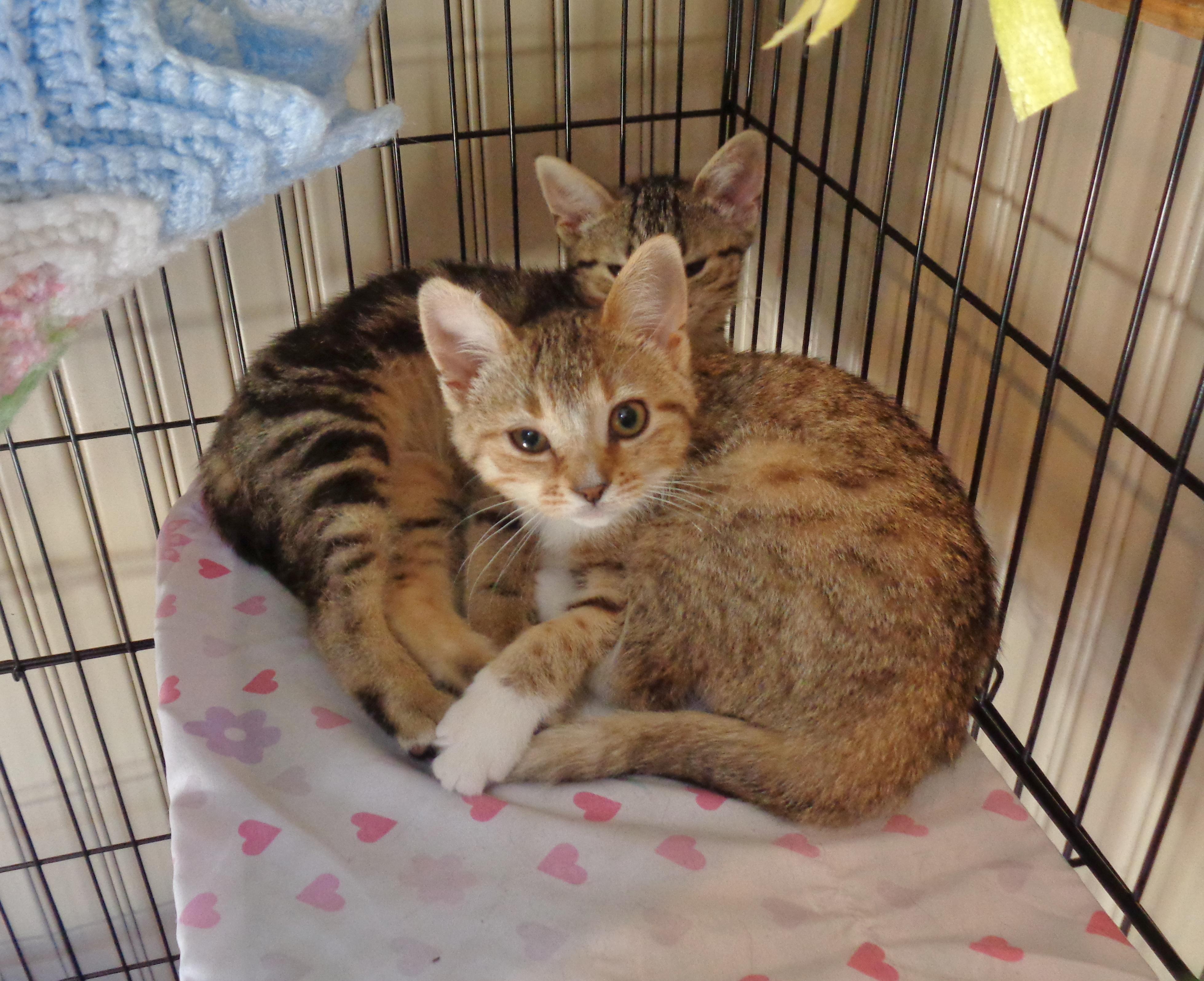 Enlarge DENALI, an adopted Tiger in Delhi, NY image 5/5