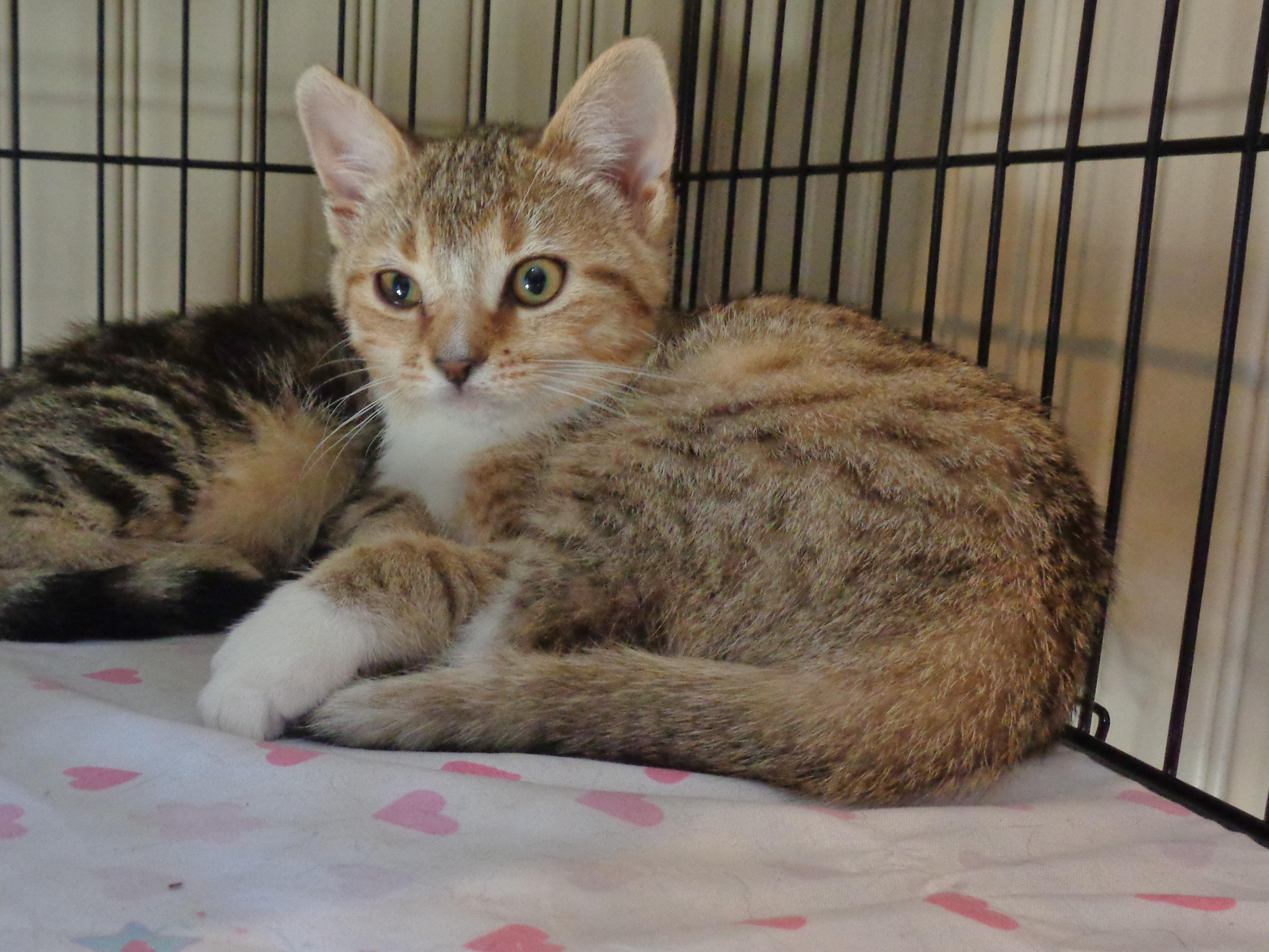 DENALI, adopted, Kitten Female Tiger.