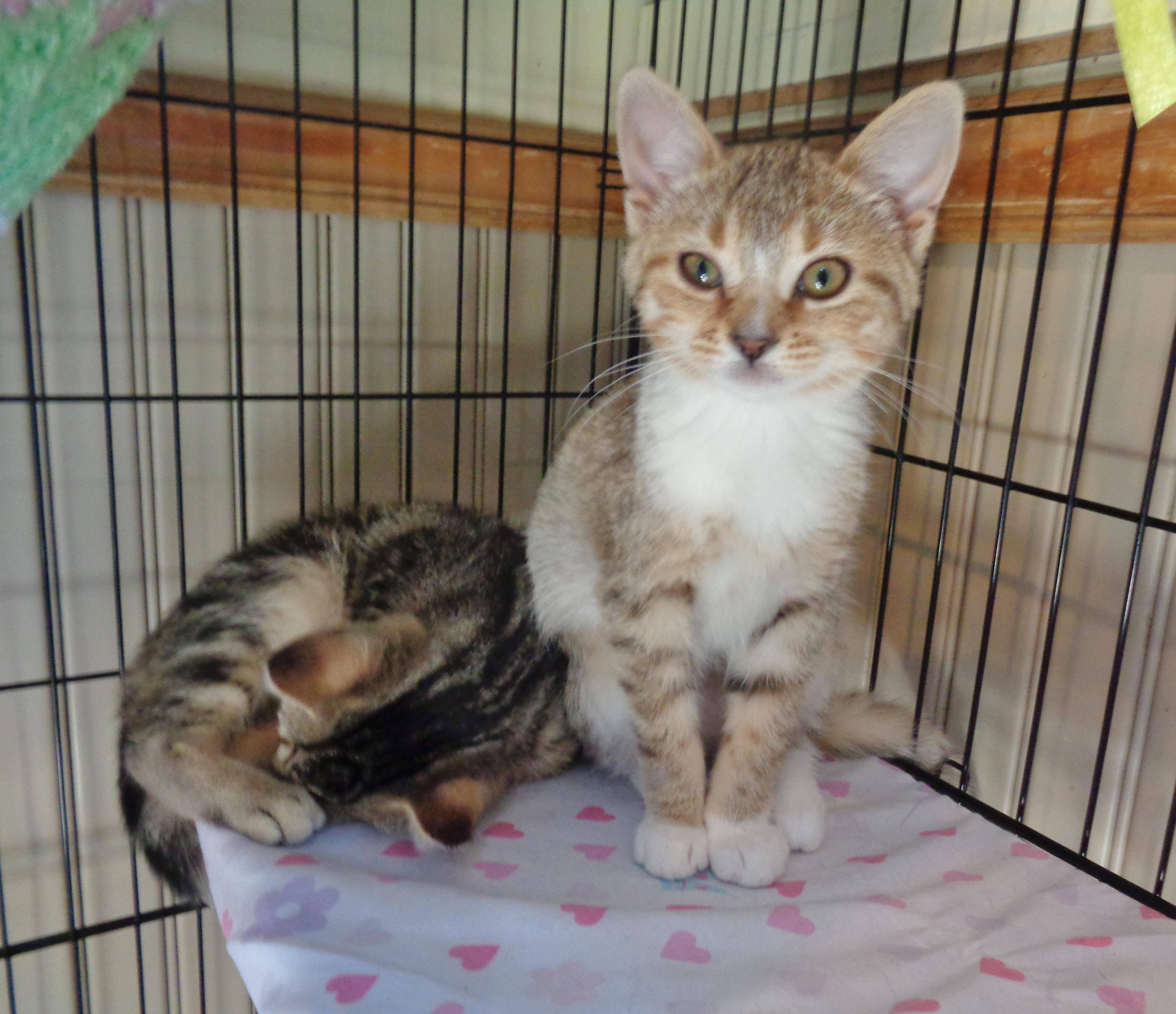 Enlarge DENALI, an adopted Tiger in Delhi, NY image 2/5