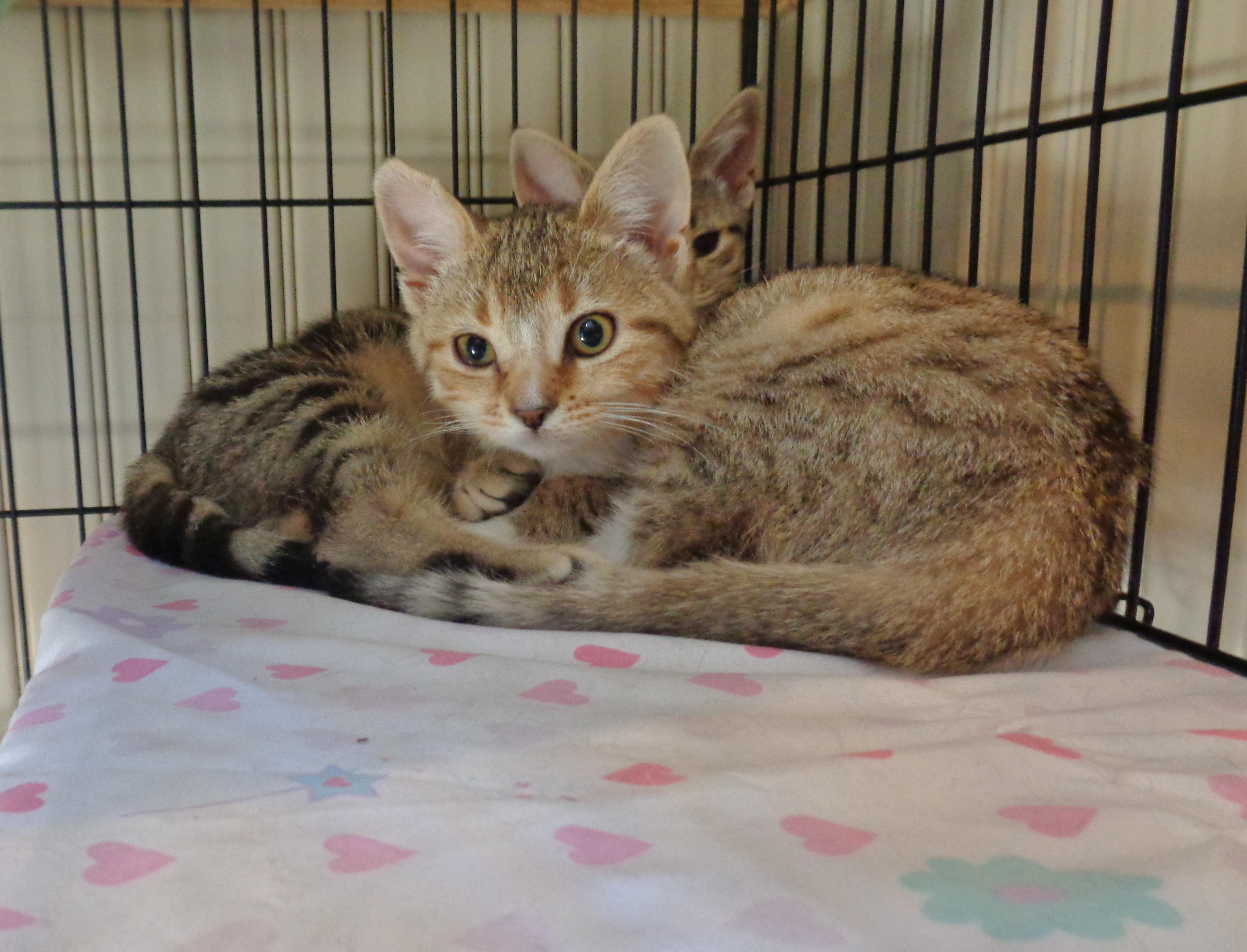 Enlarge DENALI, an adopted Tiger in Delhi, NY image 4/5