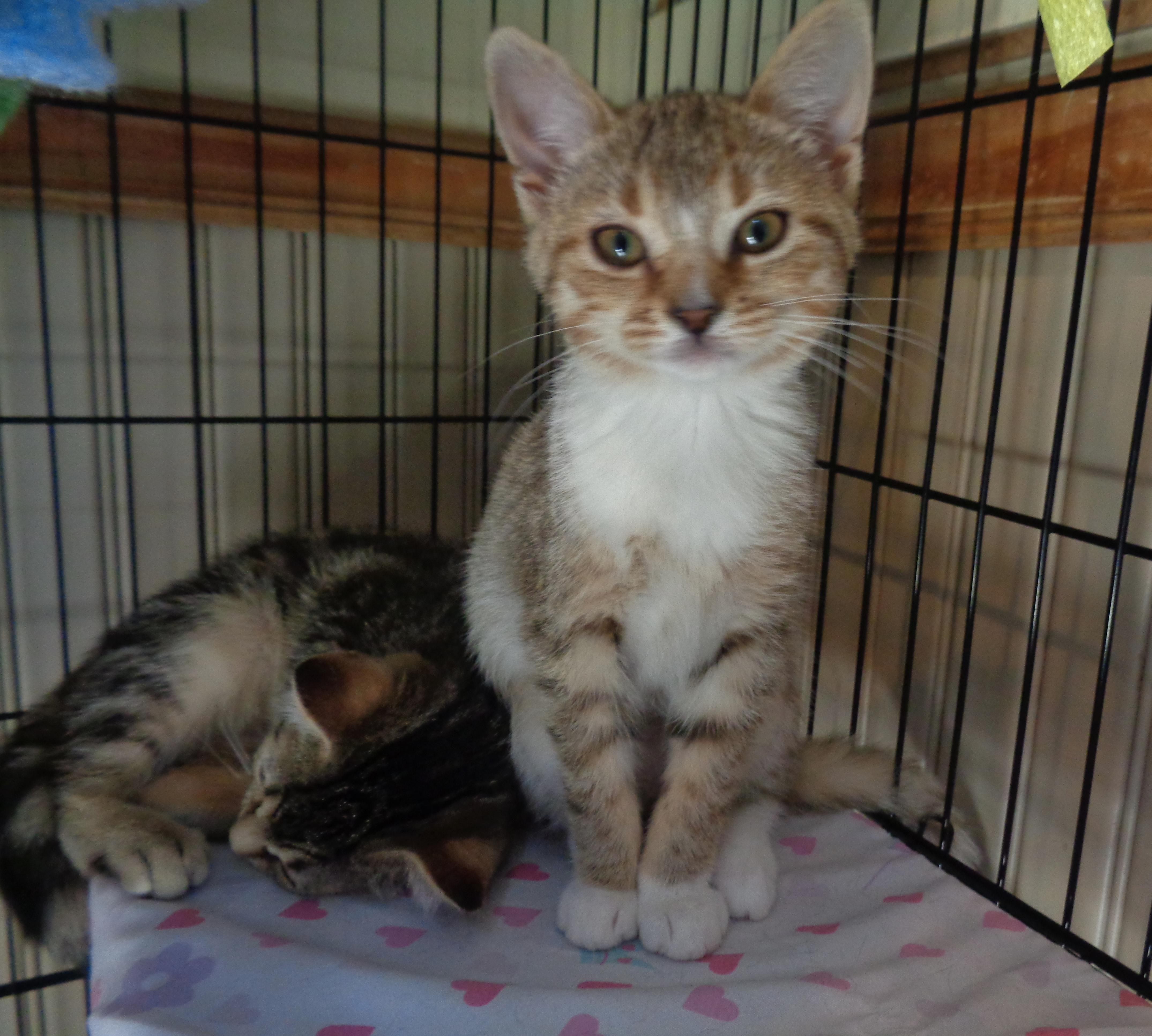 Enlarge DENALI, an adopted Tiger in Delhi, NY image 3/5