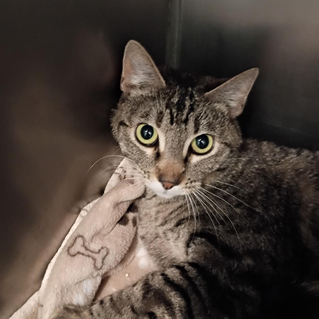 Enlarge kami, a Adoptable Domestic Short Hair in Show Low, AZ image 1/1