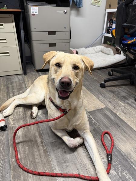 Lucky, Adoptable, Adult Male Labrador Retriever.