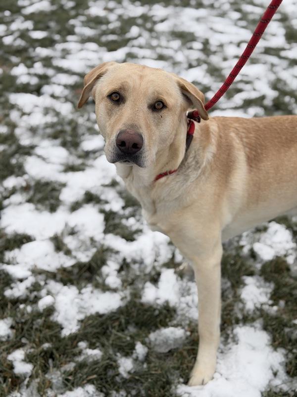 Enlarge Lucky, a Adoptable mixed breed in Lancaster, OH image 2/3