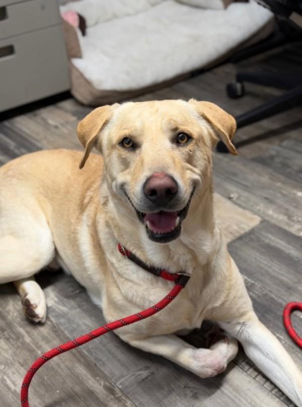 Enlarge Lucky, a Adoptable mixed breed in Lancaster, OH image 3/3