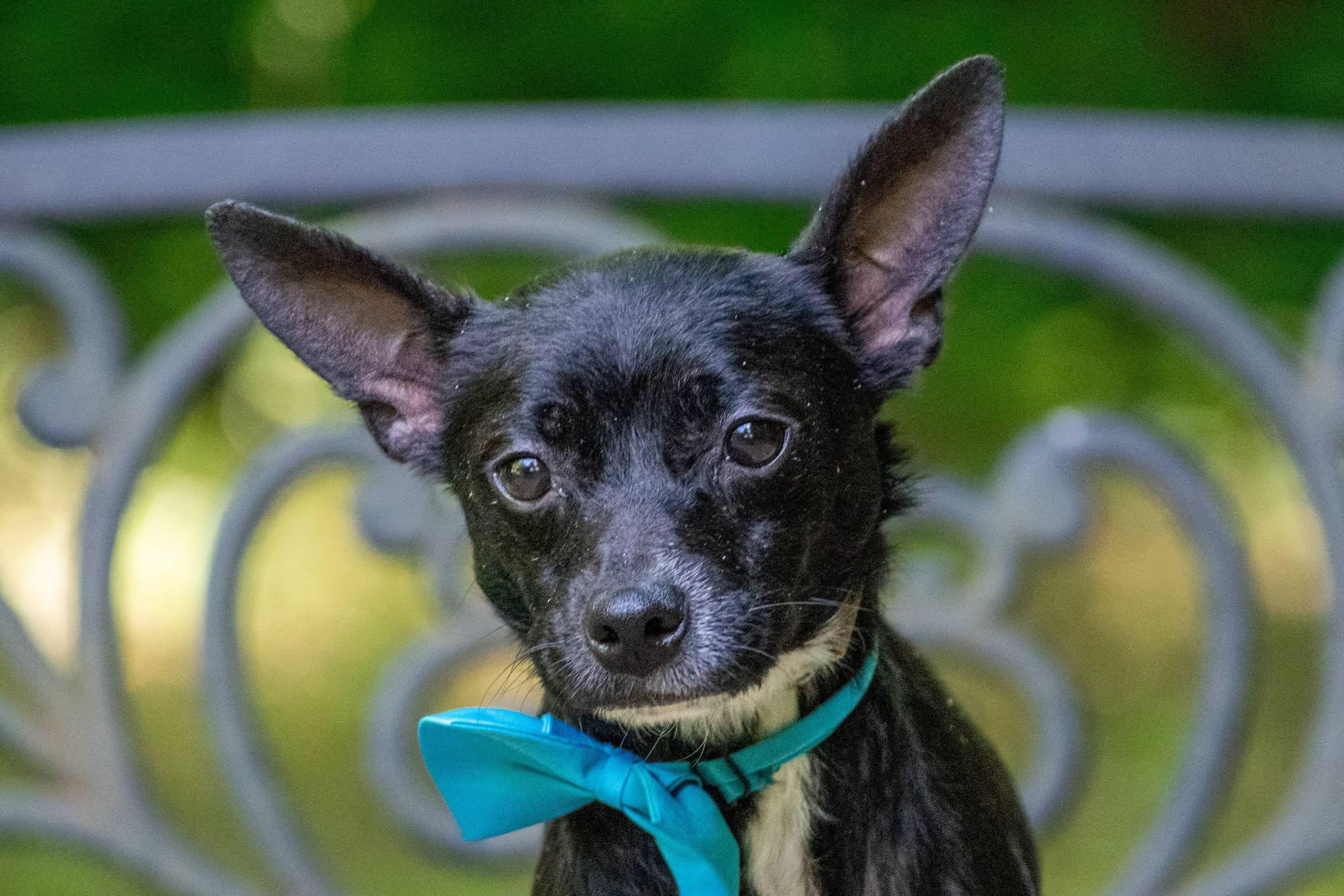 Sobaka, a ADOPTABLE Chihuahua in Sevierville, TN image 2/4