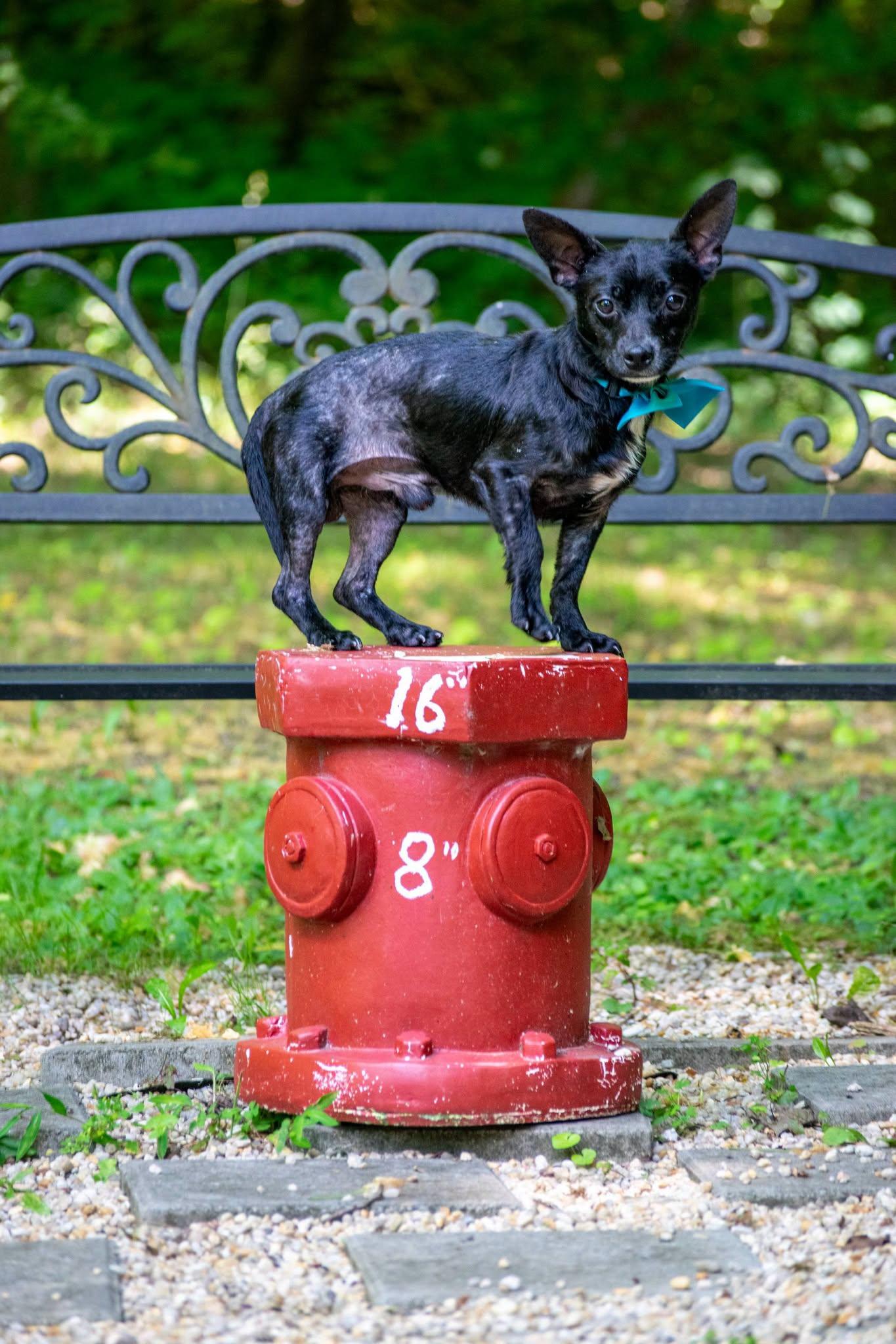 Sobaka, a ADOPTABLE Chihuahua in Sevierville, TN image 4/4