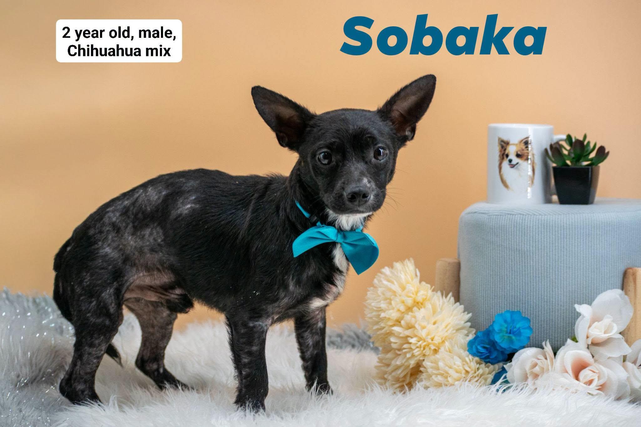 Sobaka, ADOPTABLE, Adult Male Chihuahua.