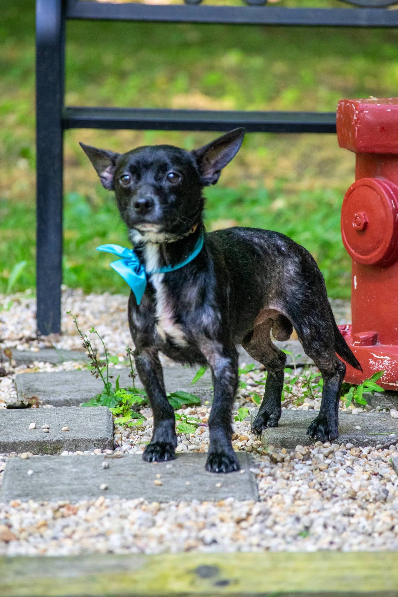 Sobaka, a ADOPTABLE Chihuahua in Sevierville, TN image 3/4