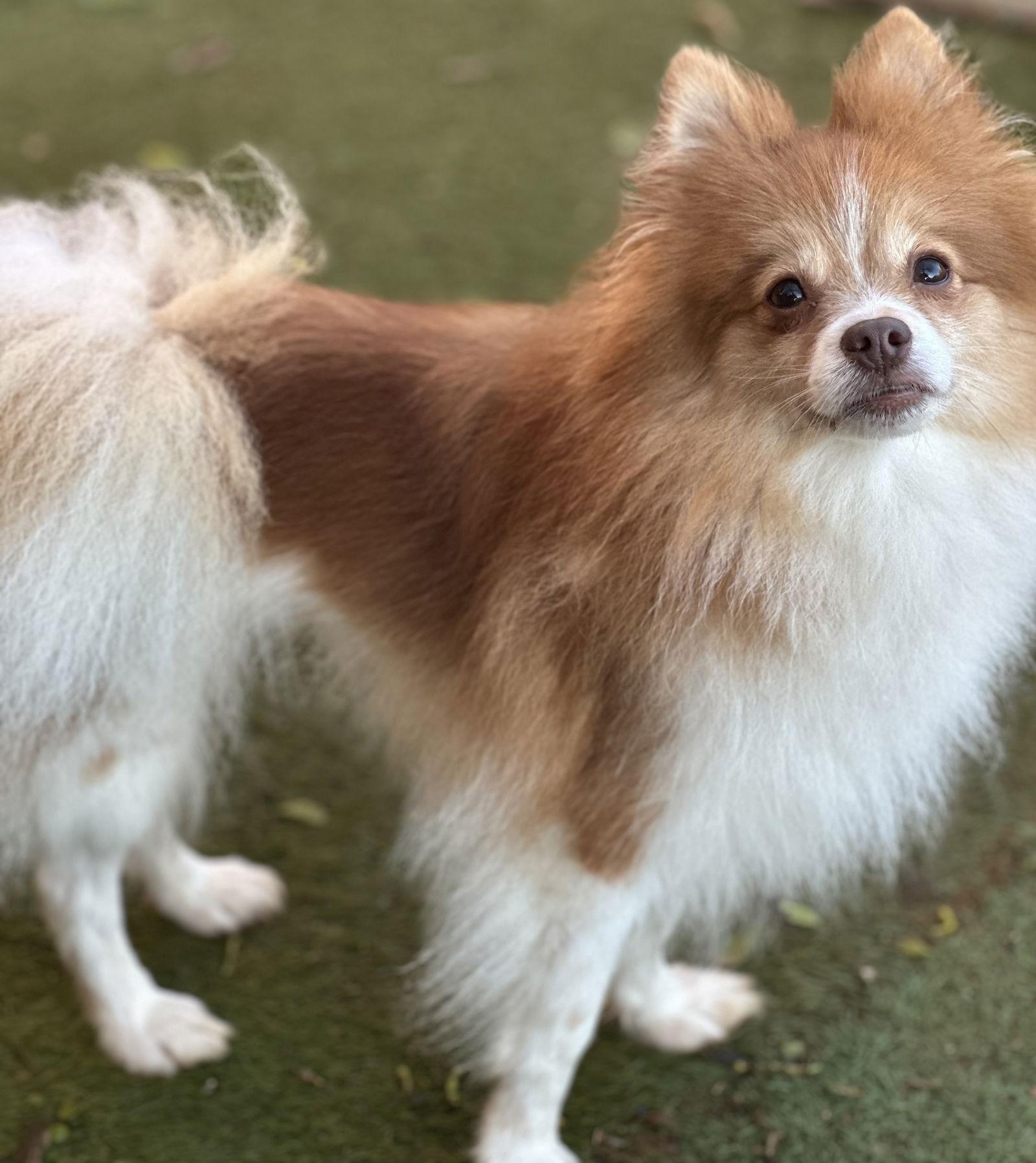 Enlarge Peppermint, a Adopted Pomeranian in Garland, TX image 1/2