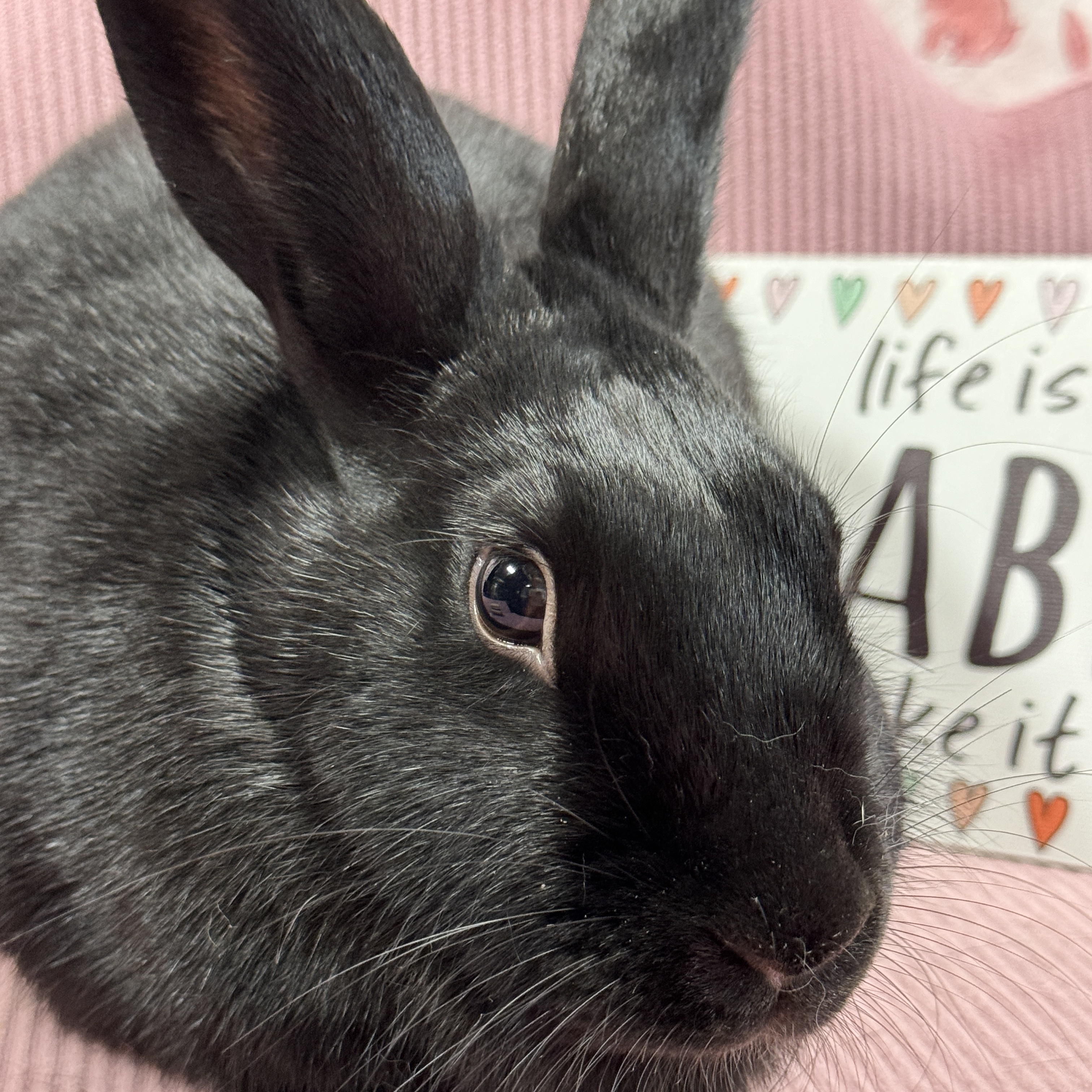 Gidget, a Adoptable mixed breed in SAUCIER, MS image 2/6